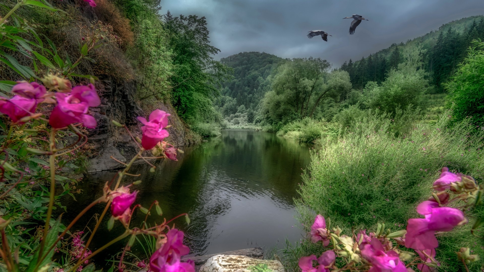 Two cranes fly over a river in a forest HD Wallpaper