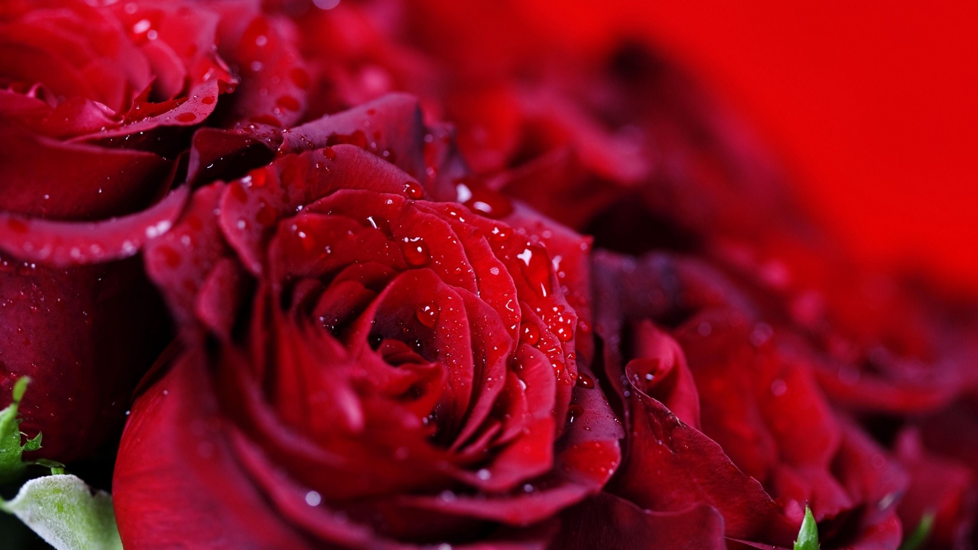 Close-up of Red Roses with Water Droplets HD Wallpaper