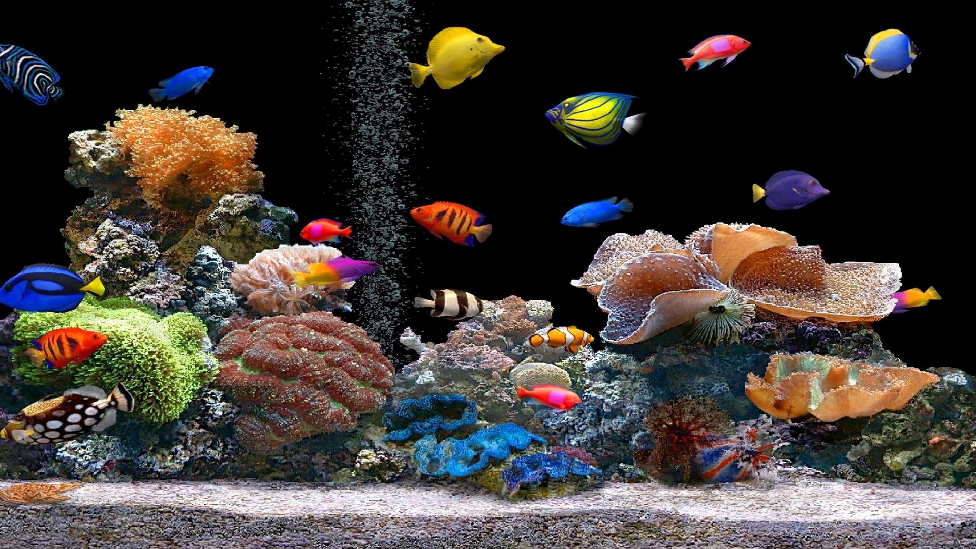 Aquarium with colorful fish and coral HD Wallpaper