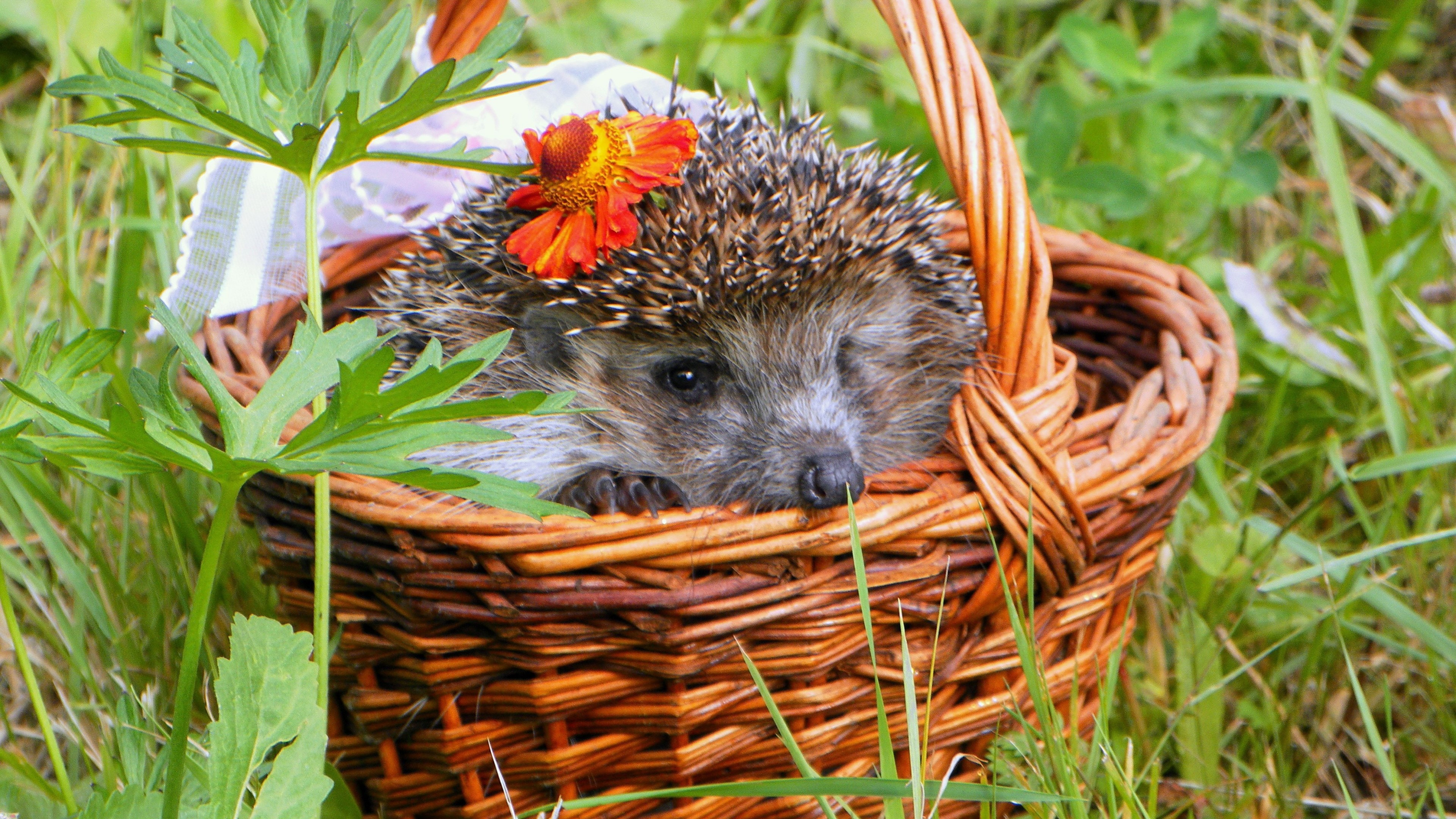 Hedgehog in a basket HD Wallpaper
