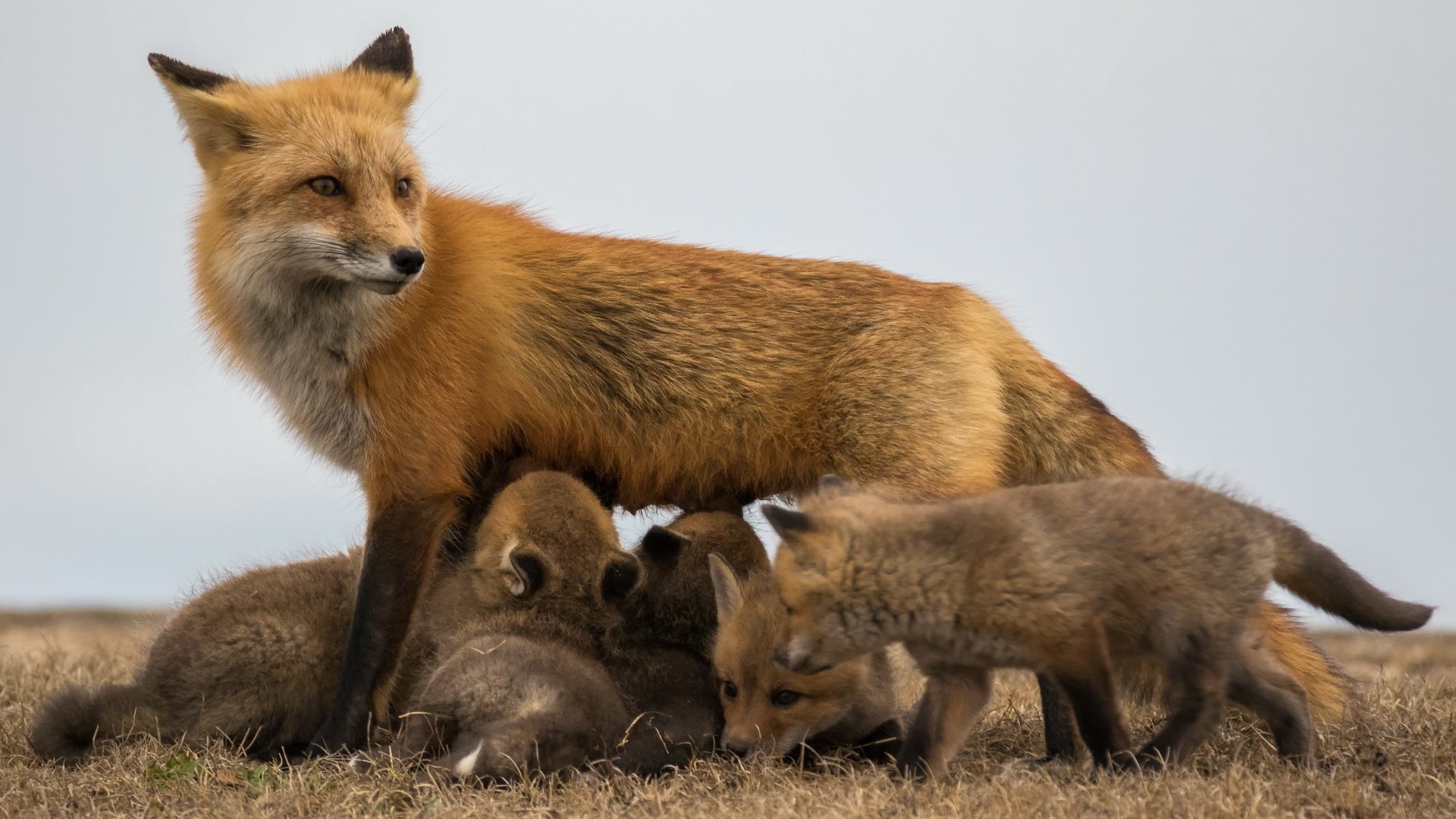 Red Fox Mother with Cubs HD Wallpaper
