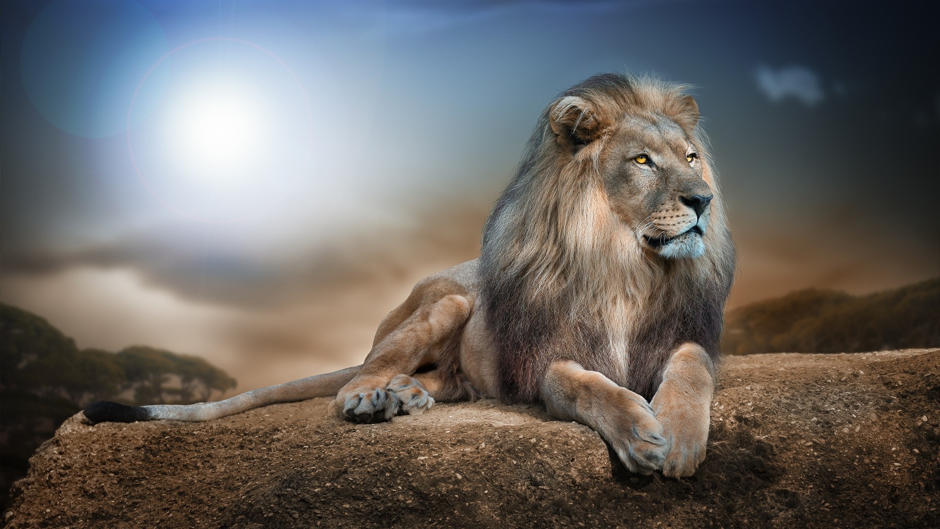 Lion resting on a rock HD Wallpaper
