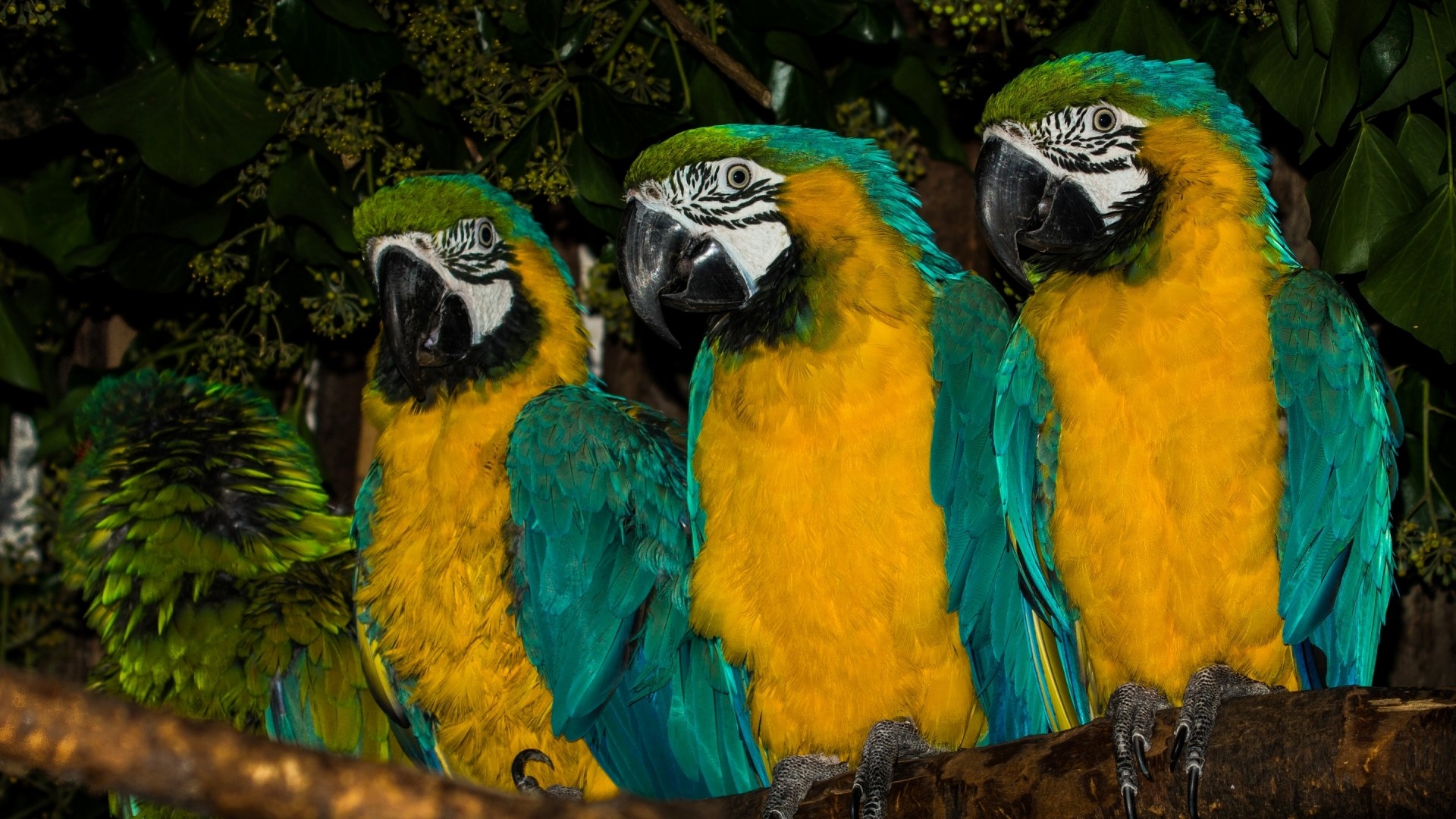 Four Blue and Yellow Macaws on a Branch HD Wallpaper