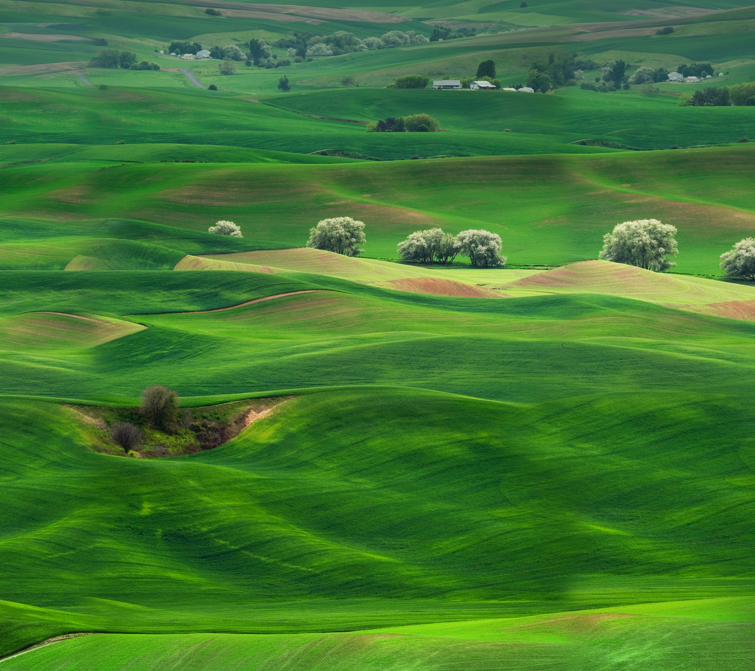 Rolling green hills and trees HD Wallpaper