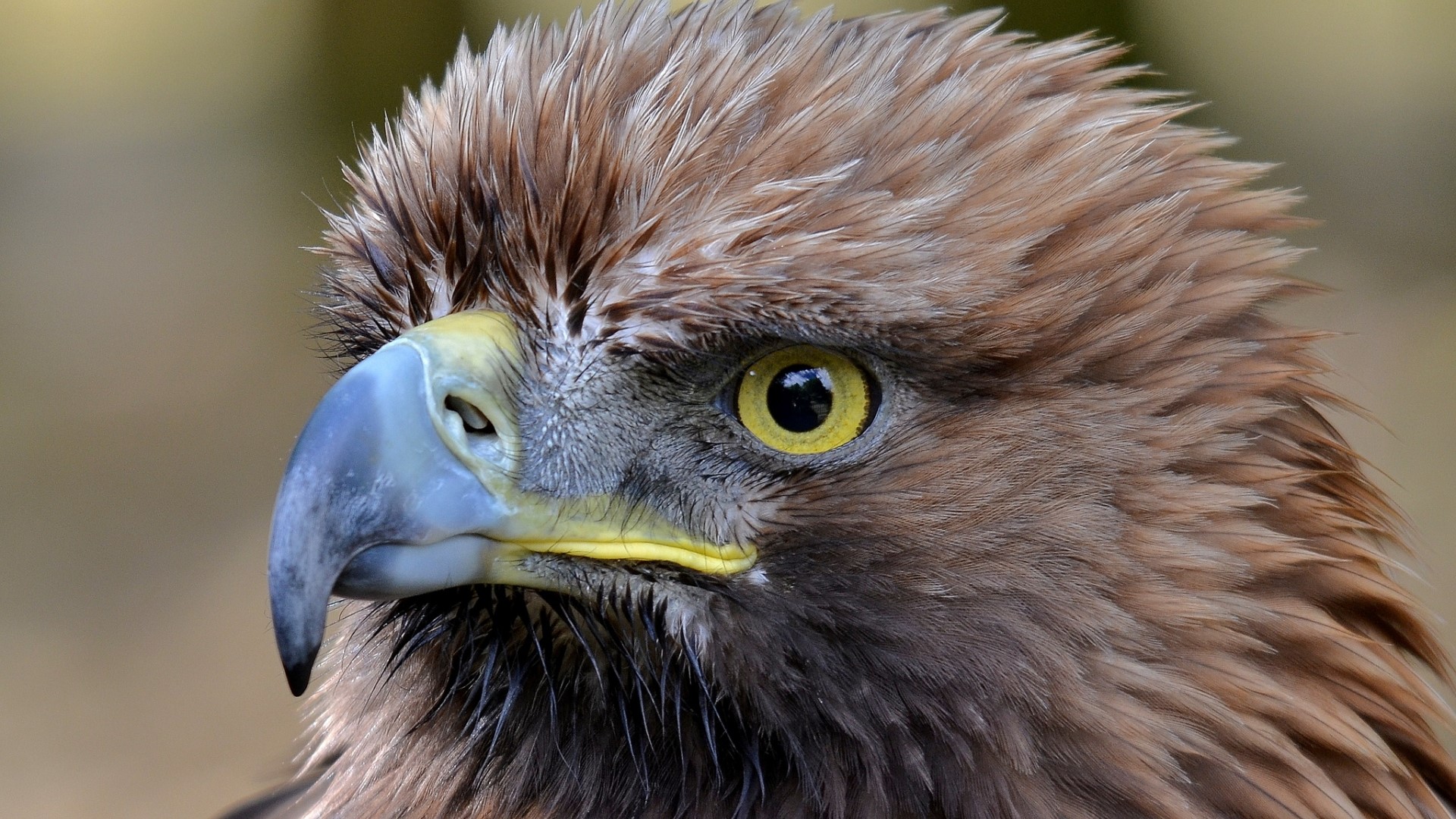 Close-up of a Golden Eagle's head HD Wallpaper