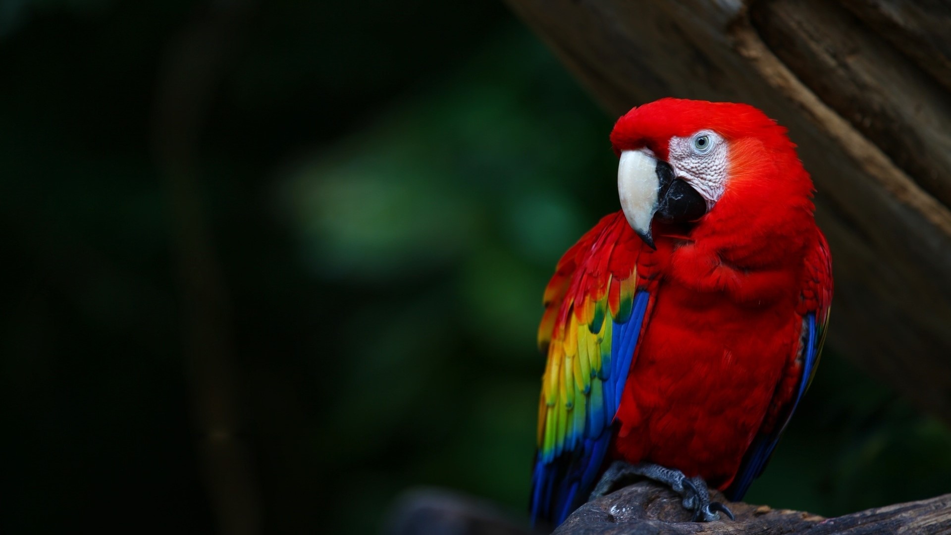 Scarlet Macaw parrot perched on a branch HD Wallpaper