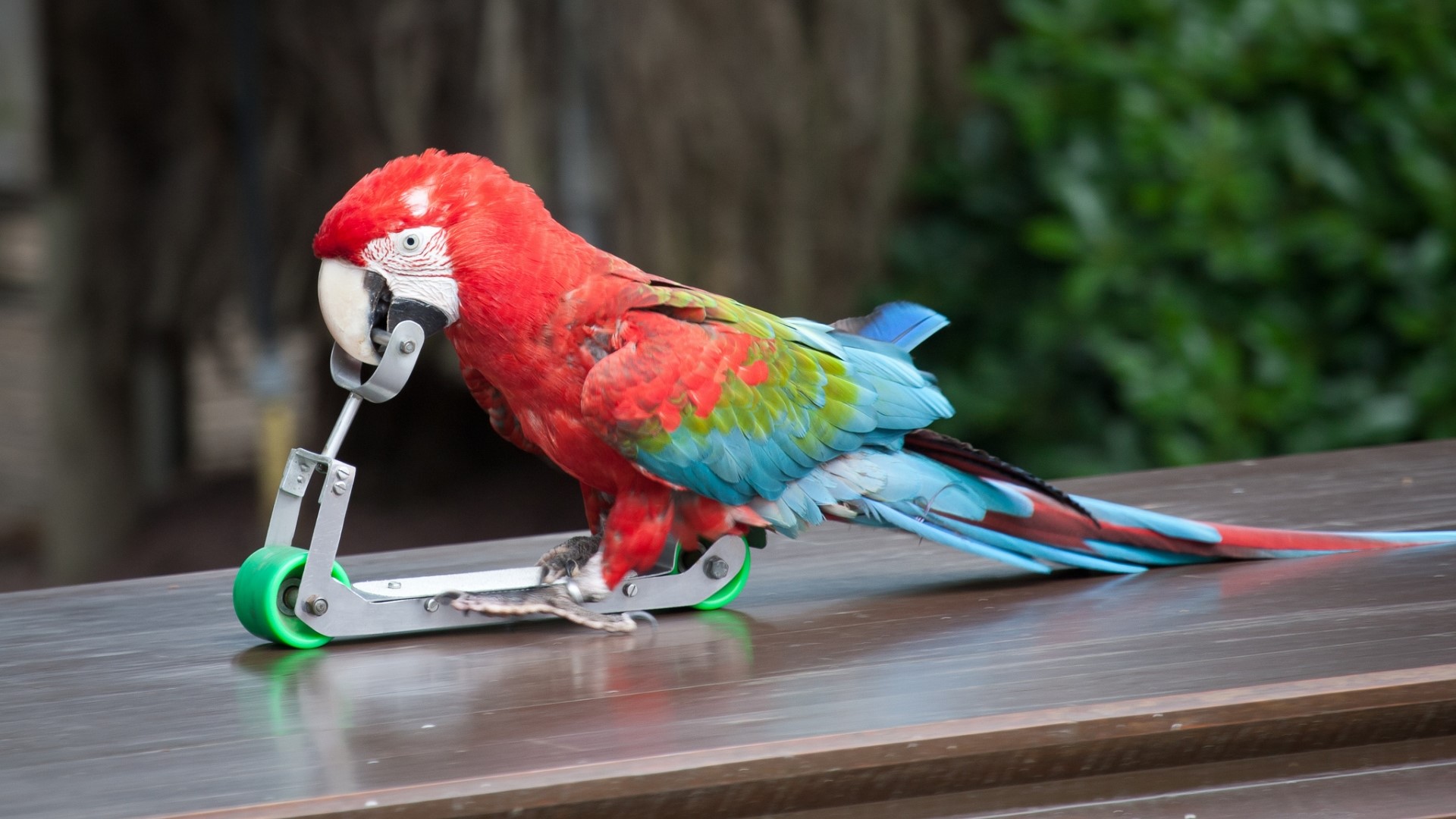 Red and green macaw on a scooter HD Wallpaper