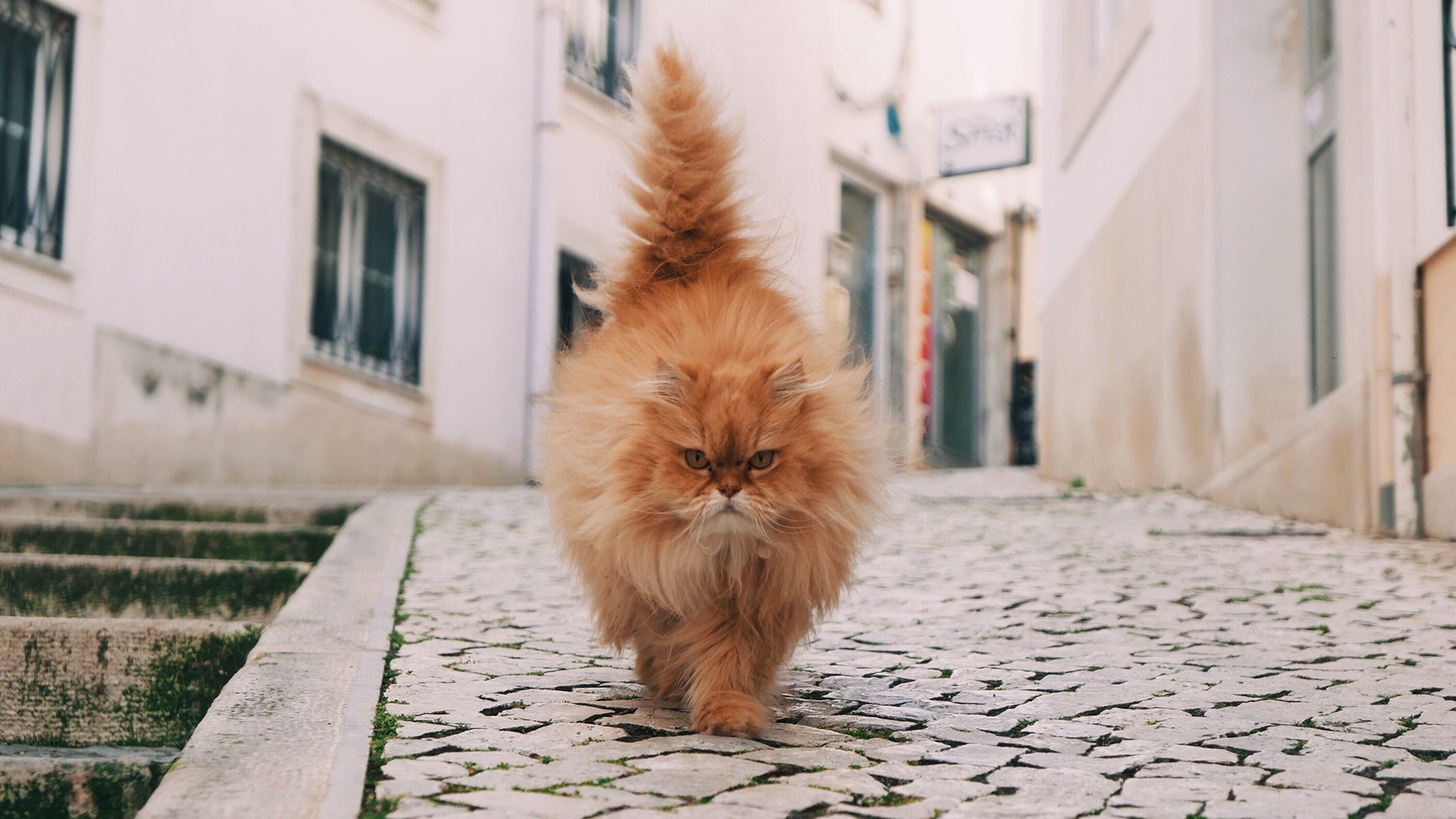 Ginger cat walking on cobblestone street HD Wallpaper