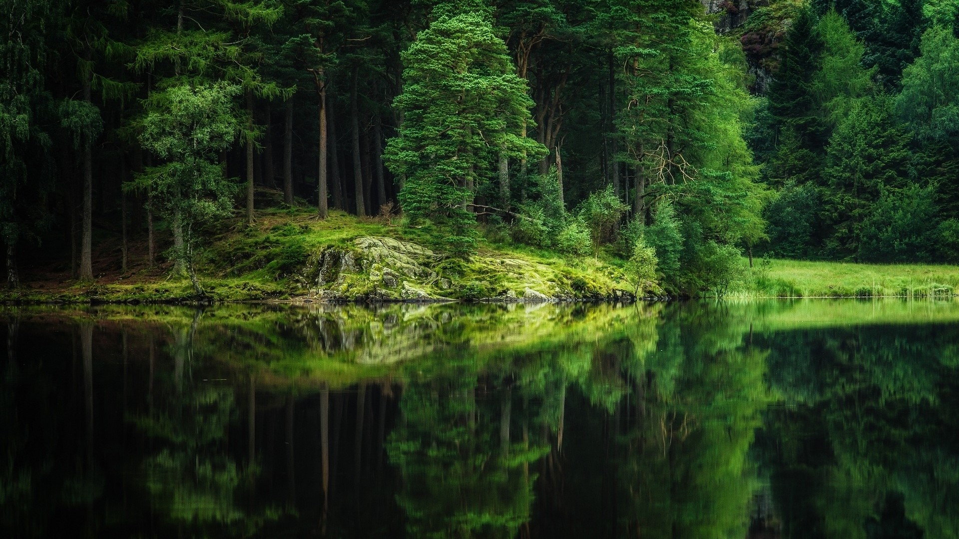 Forest lake with reflections HD Wallpaper