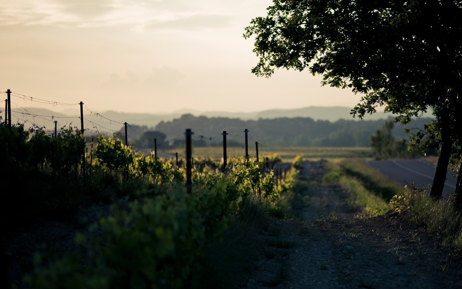 Vineyard path at sunset with distant hills HD Wallpaper