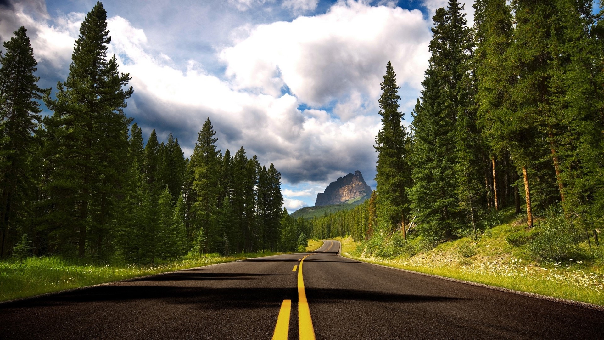 Scenic mountain road through a pine forest HD Wallpaper