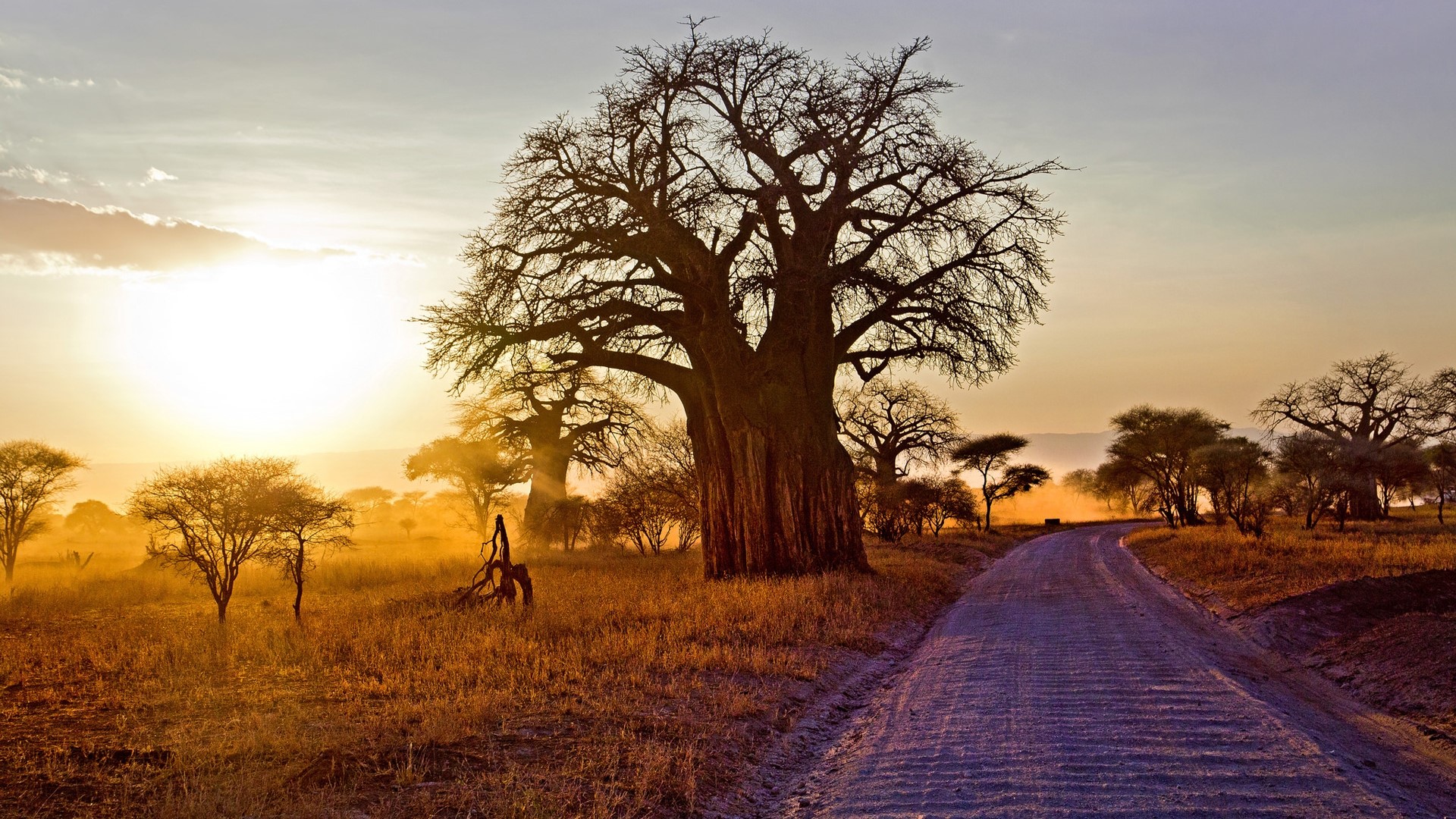 Baobab trees on a dirt road at sunset HD Wallpaper