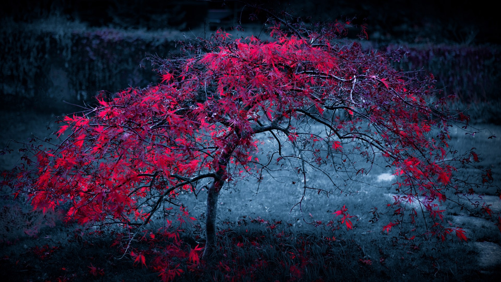 Tree with vibrant red leaves in a dark setting HD Wallpaper