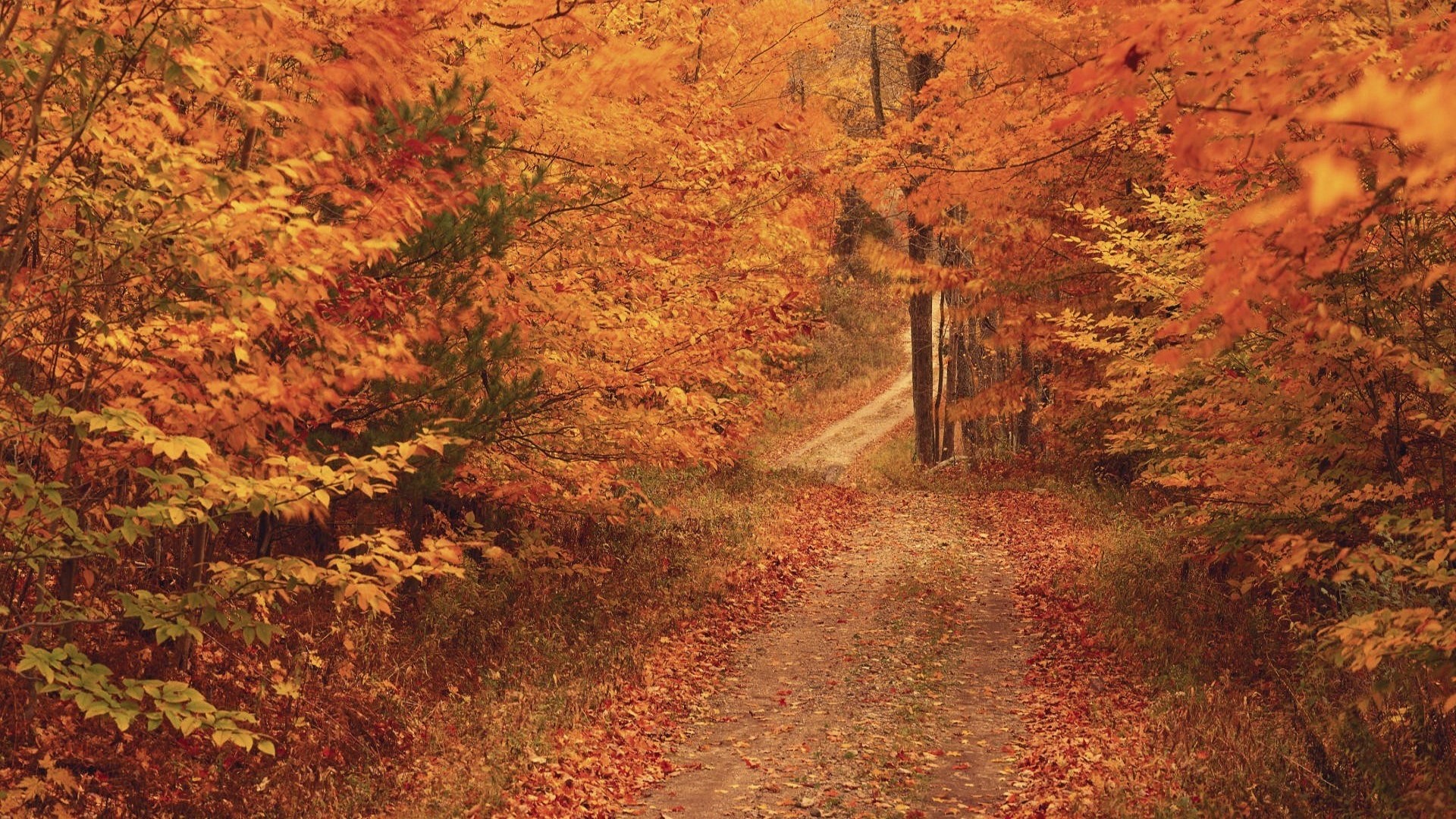 Autumn forest path with colorful leaves HD Wallpaper