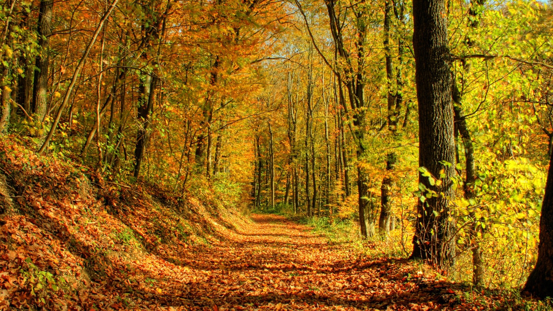 Autumn forest path with colorful leaves HD Wallpaper