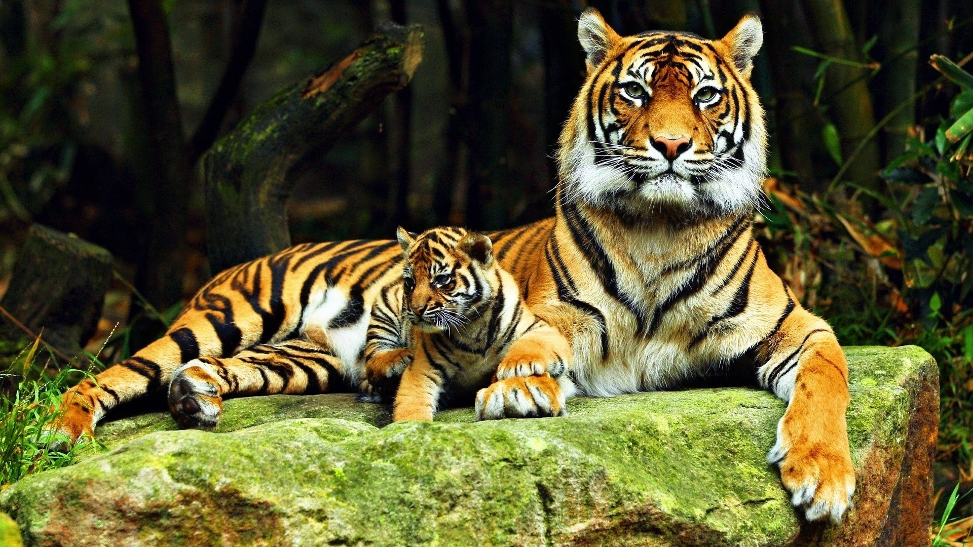 Tiger and cub resting on a mossy rock HD Wallpaper