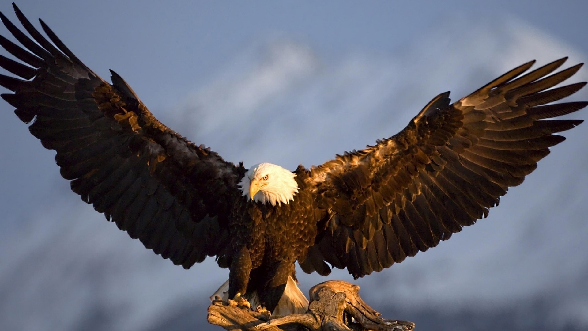 Bald eagle perched on a branch HD Wallpaper