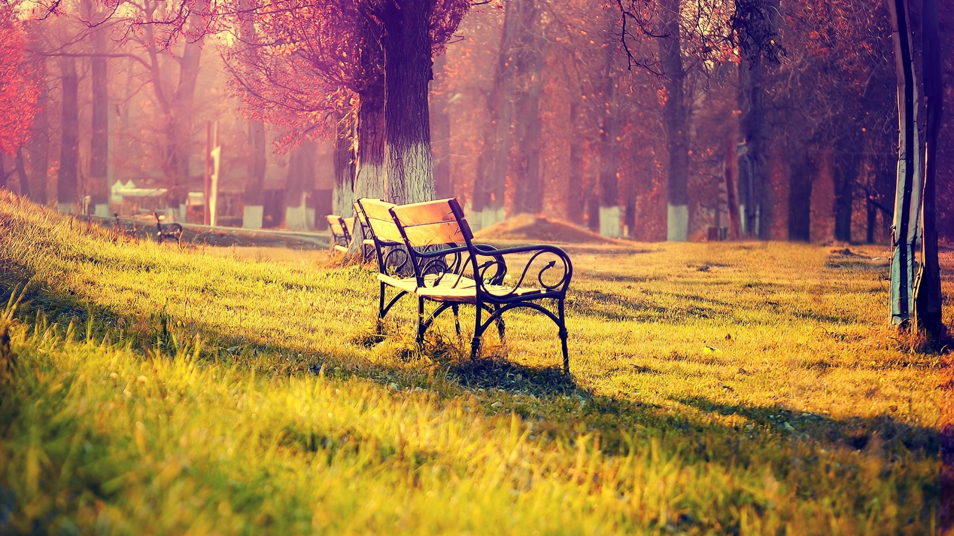 Autumn park bench in golden sunlight HD Wallpaper