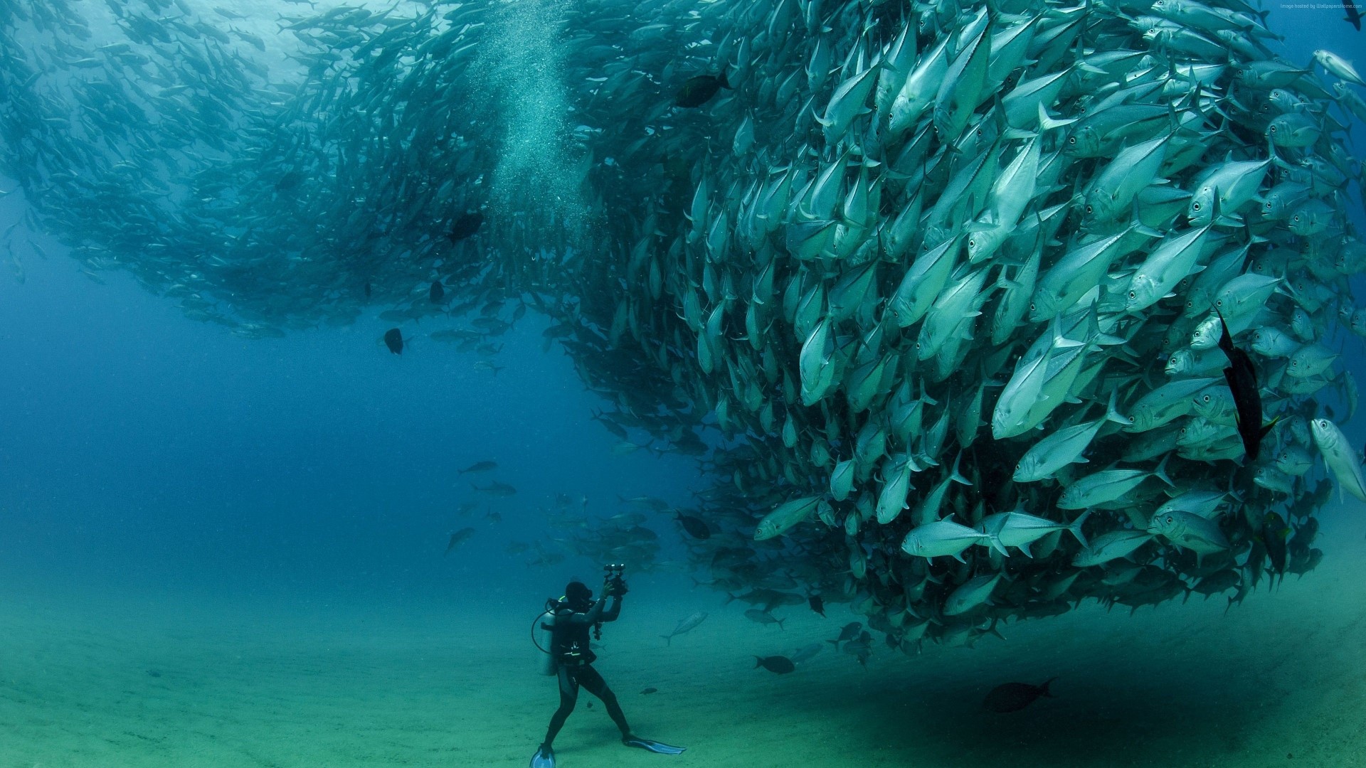 Scuba diver photographs massive school of fish in Cabo Pulmo HD Wallpaper