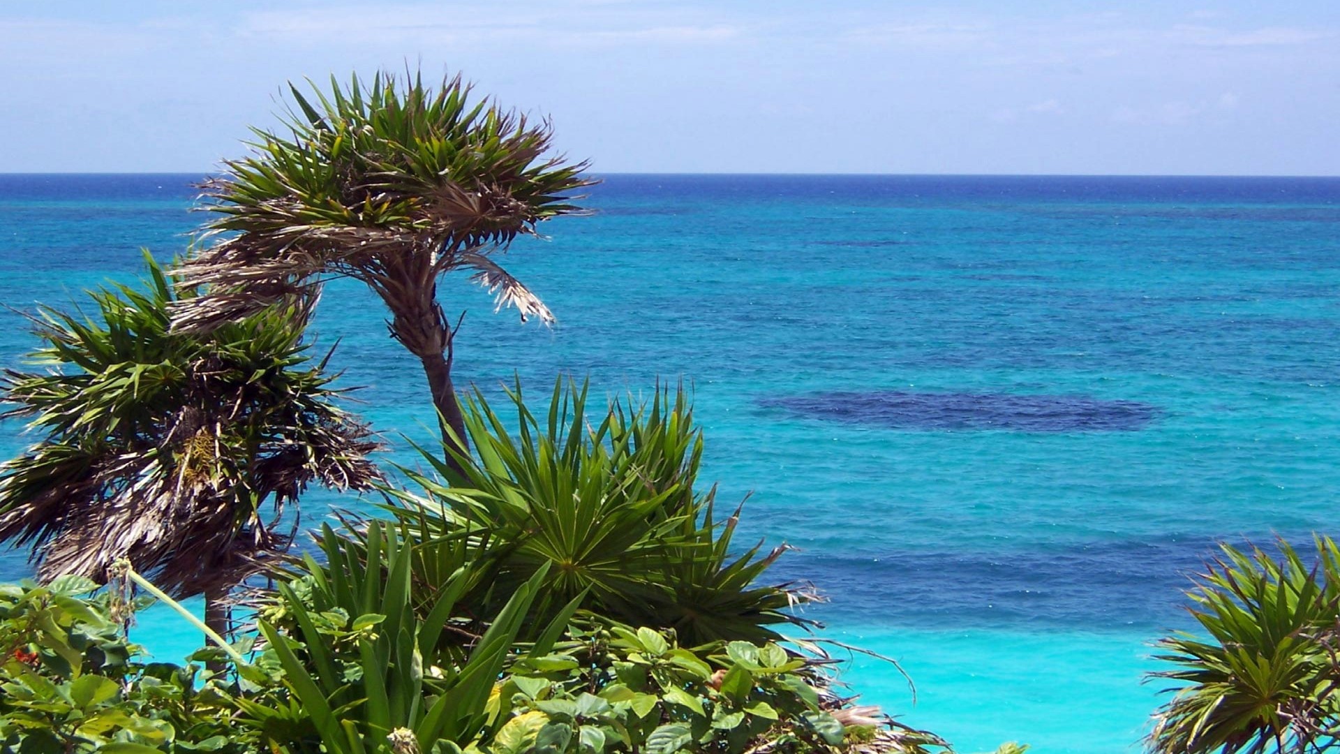 Palm trees and turquoise ocean HD Wallpaper