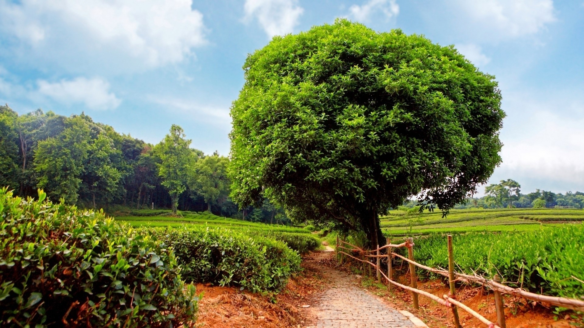 A paved path winds through a tea plantation with a large tree. HD Wallpaper