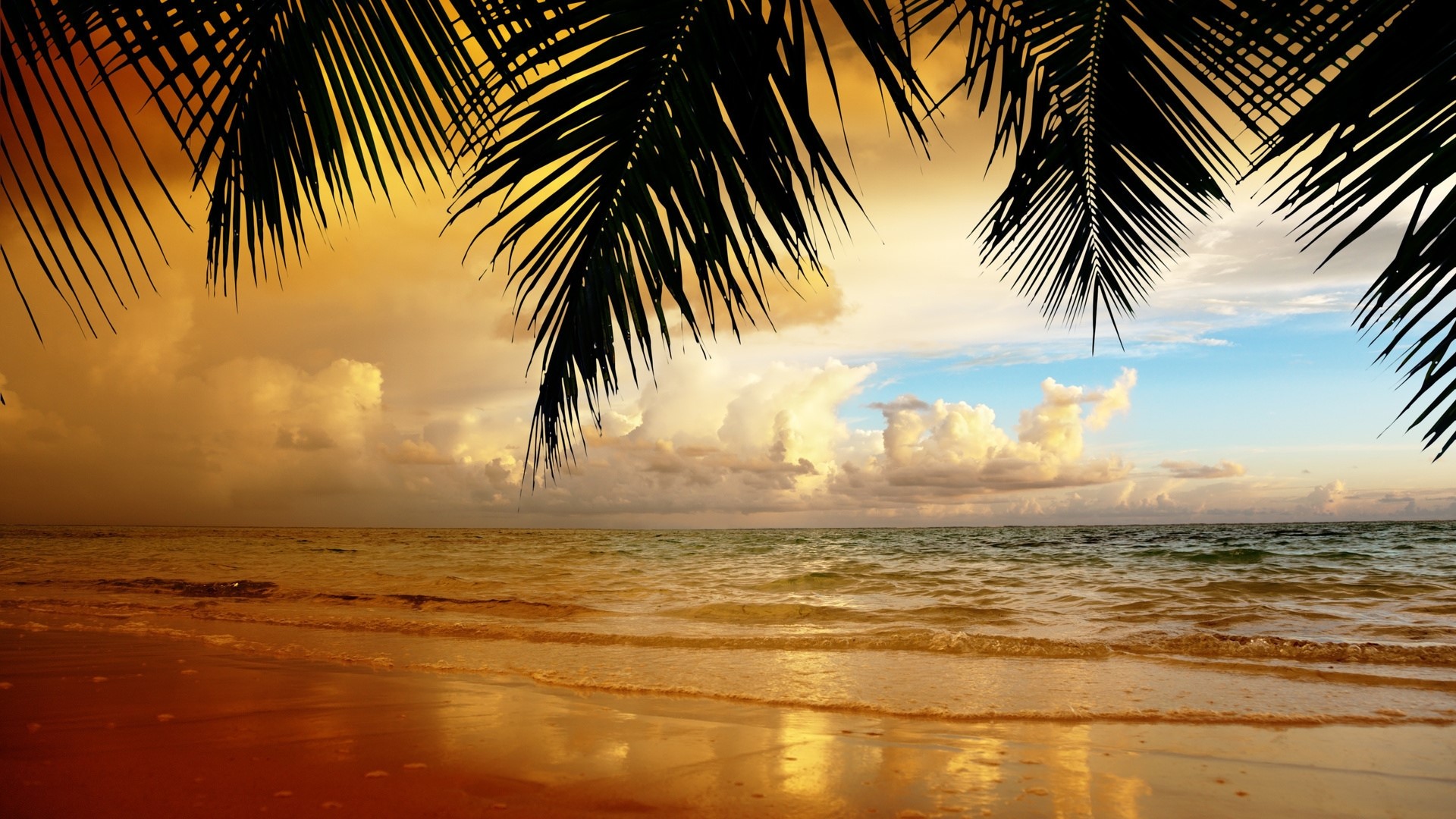 Palm Trees Overlooking a Tropical Beach at Sunset HD Wallpaper