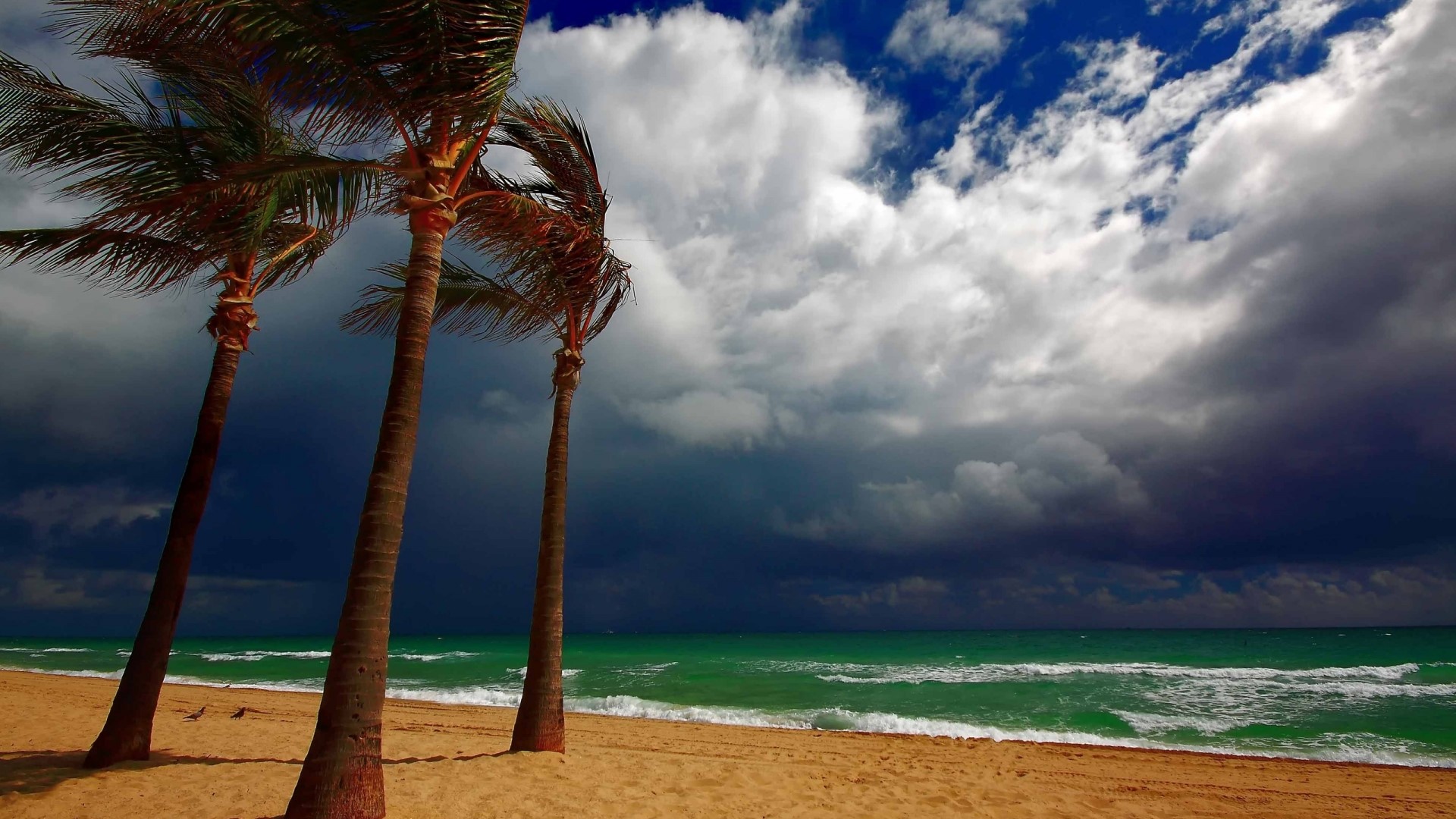 Palm trees on a beach with stormy clouds HD Wallpaper