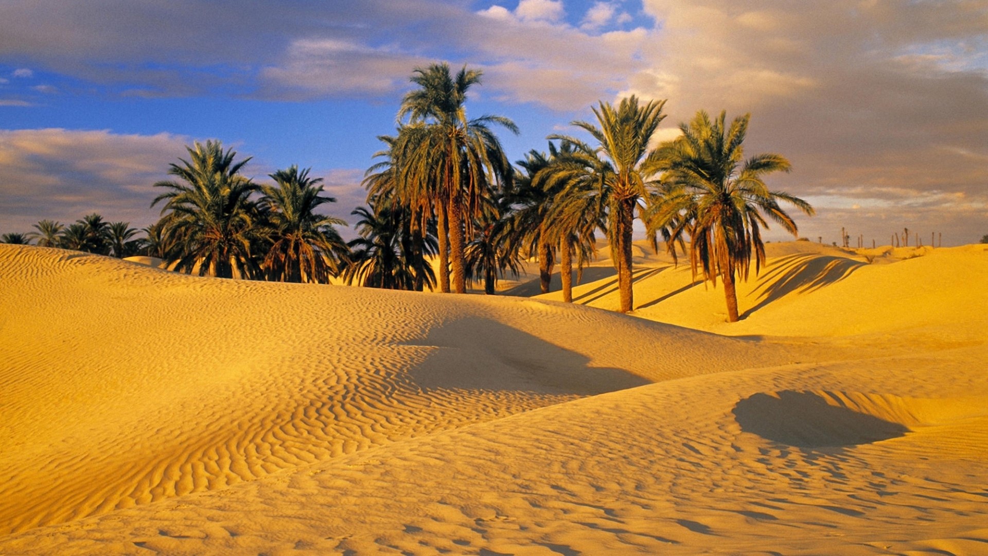 Palm trees in a desert oasis at sunset HD Wallpaper
