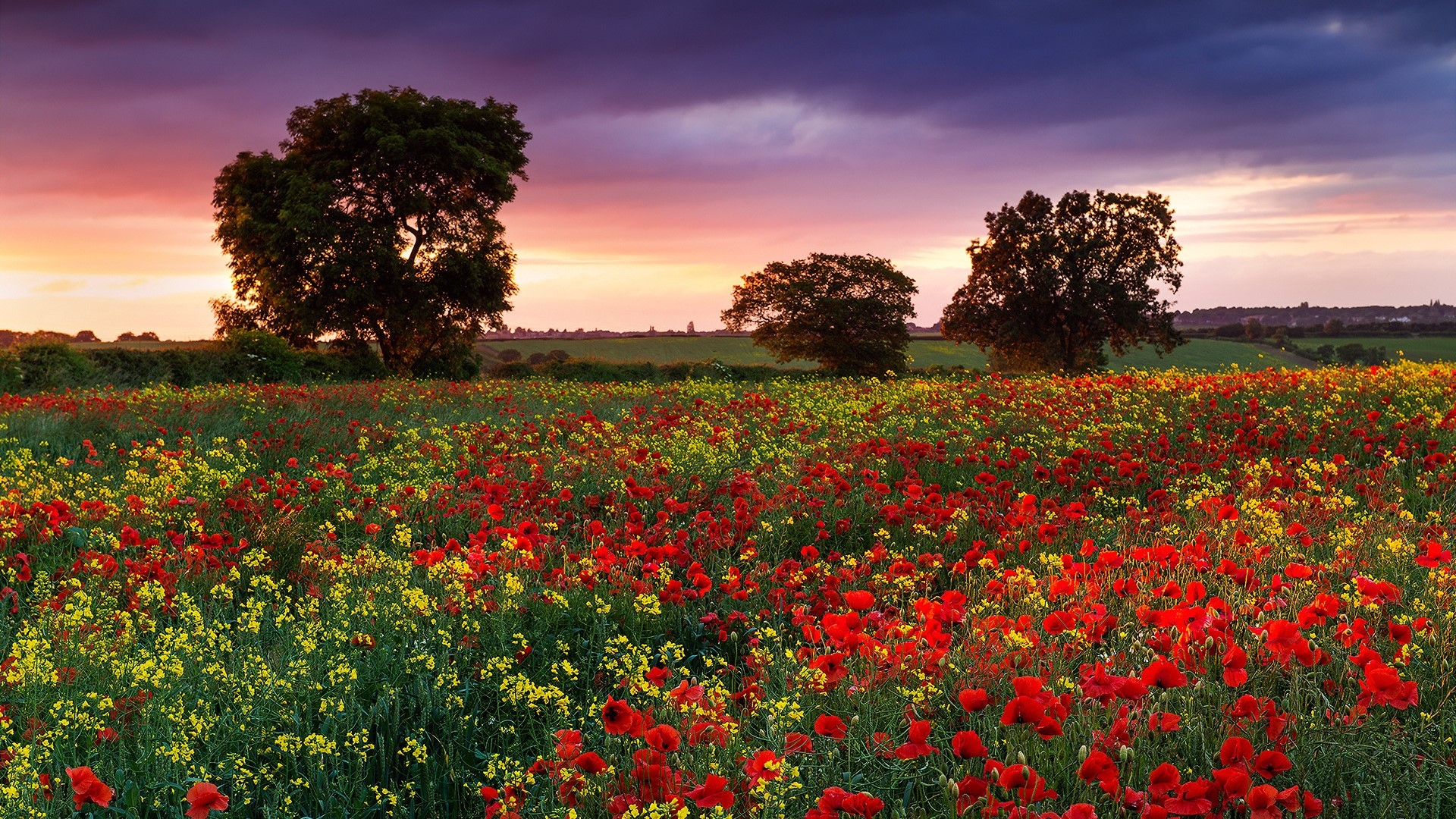 Field of Poppies and Wildflowers at Sunset HD Wallpaper