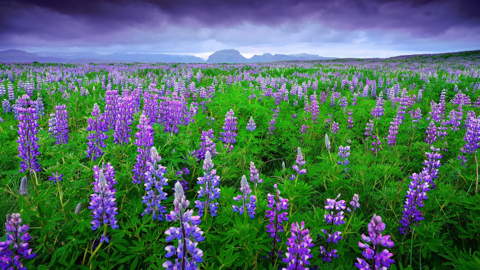 Field of Purple Lupins Under Dramatic Sky HD Wallpaper