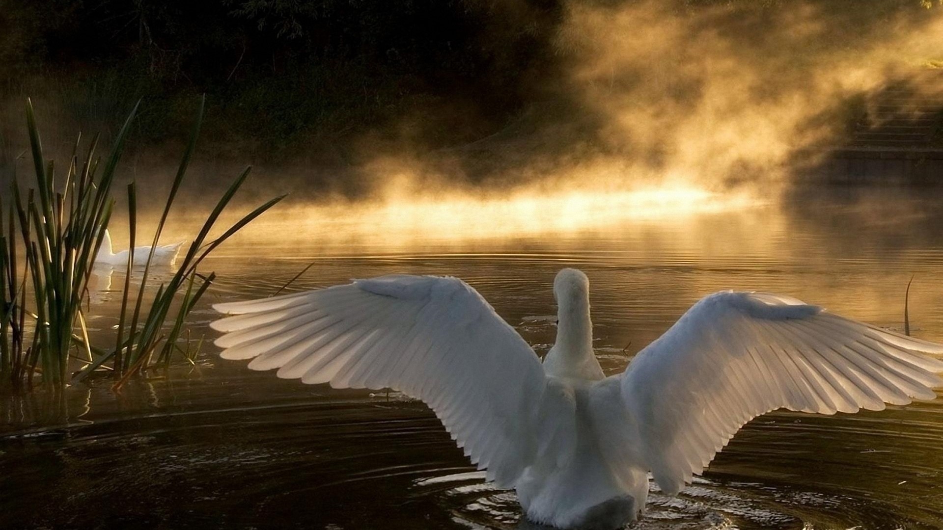 Swan with wings spread on a misty lake HD Wallpaper