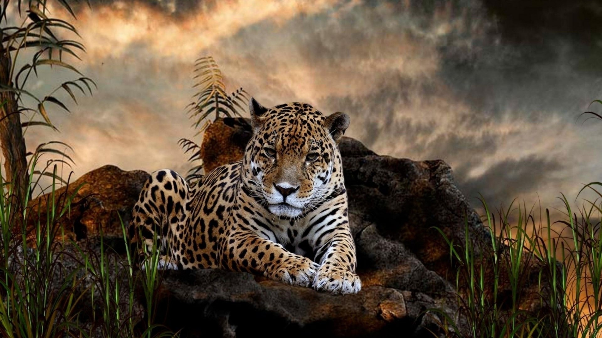 Leopard resting on rocks with dramatic sky HD Wallpaper