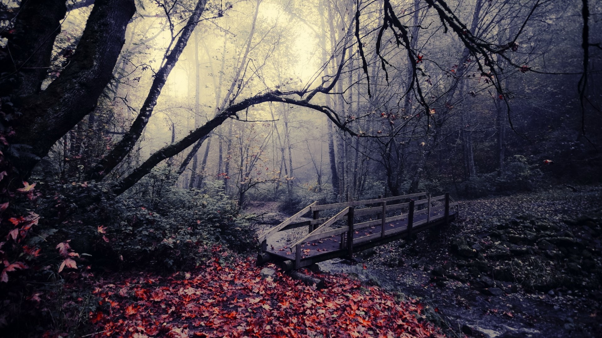 Autumn forest with fallen red leaves and wooden bridge HD Wallpaper