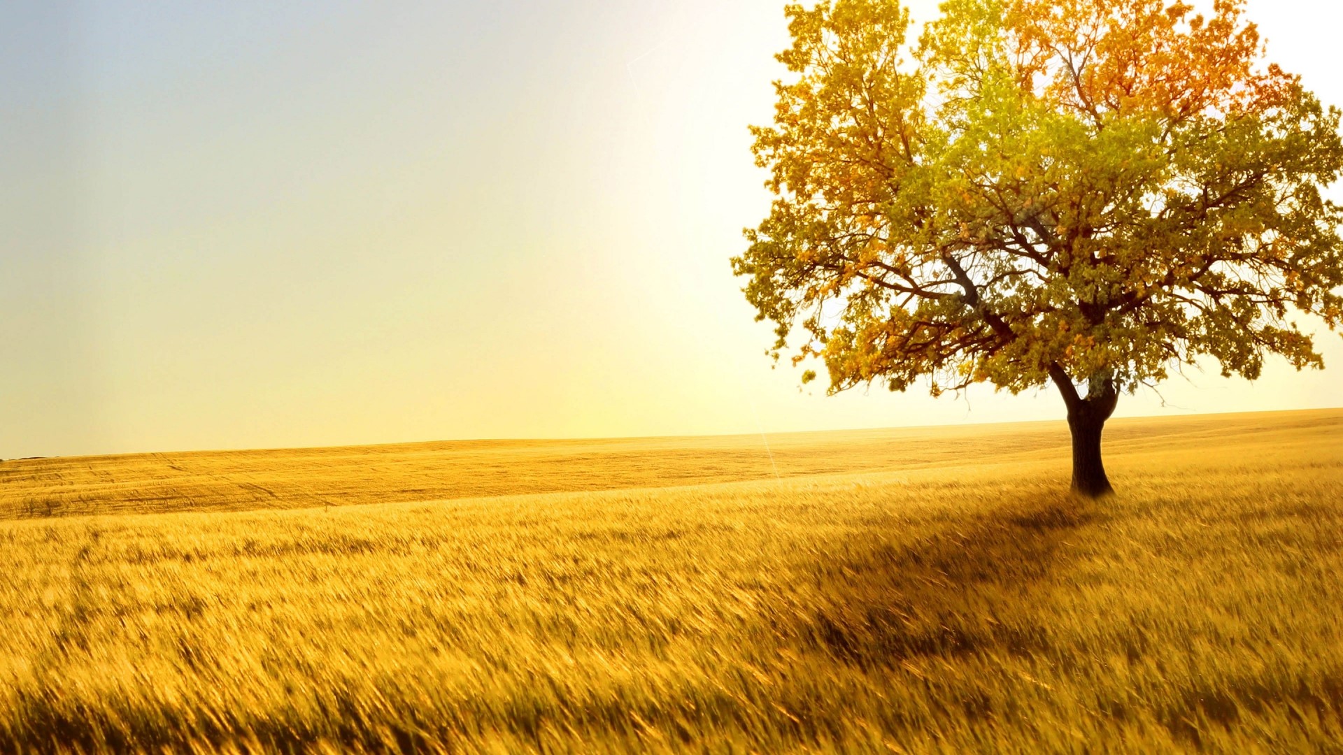 Autumn Tree in a Golden Field HD Wallpaper