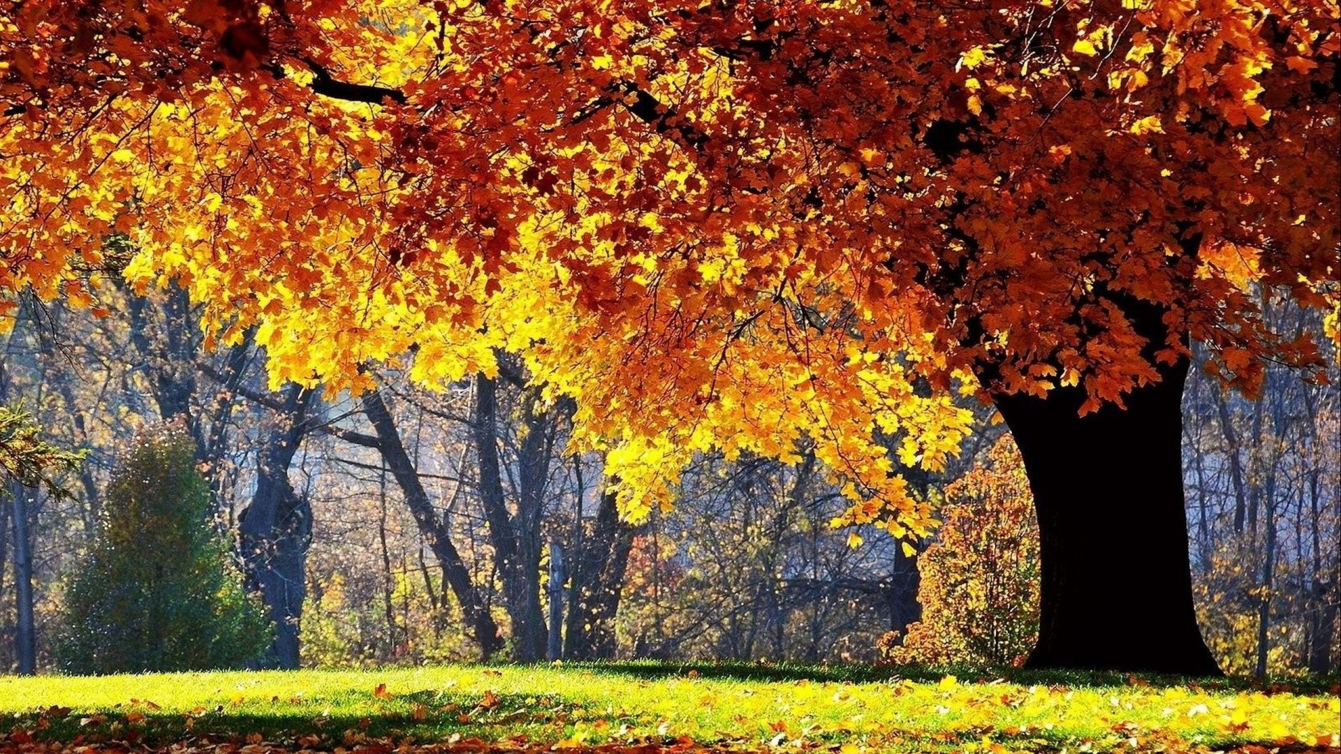 Autumn Oak Tree in a Park HD Wallpaper