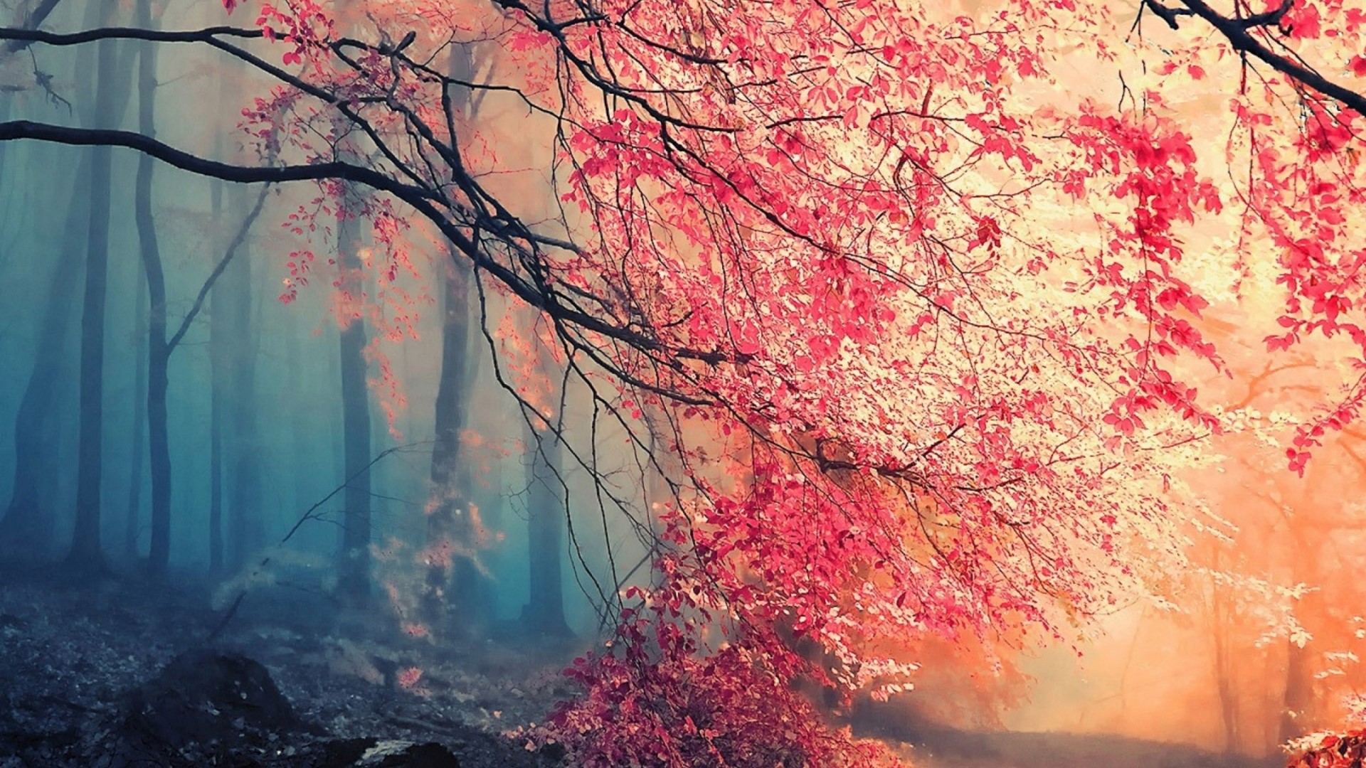 Autumn Forest with Pink Leaves HD Wallpaper