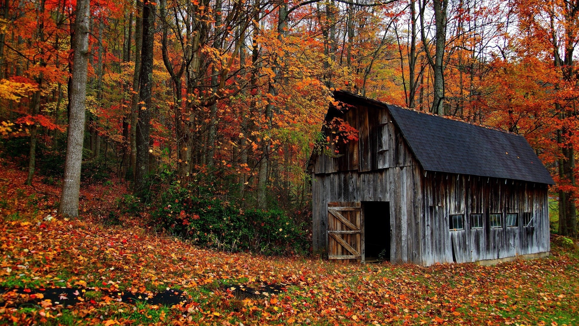 Old Barn in Autumn Forest HD Wallpaper