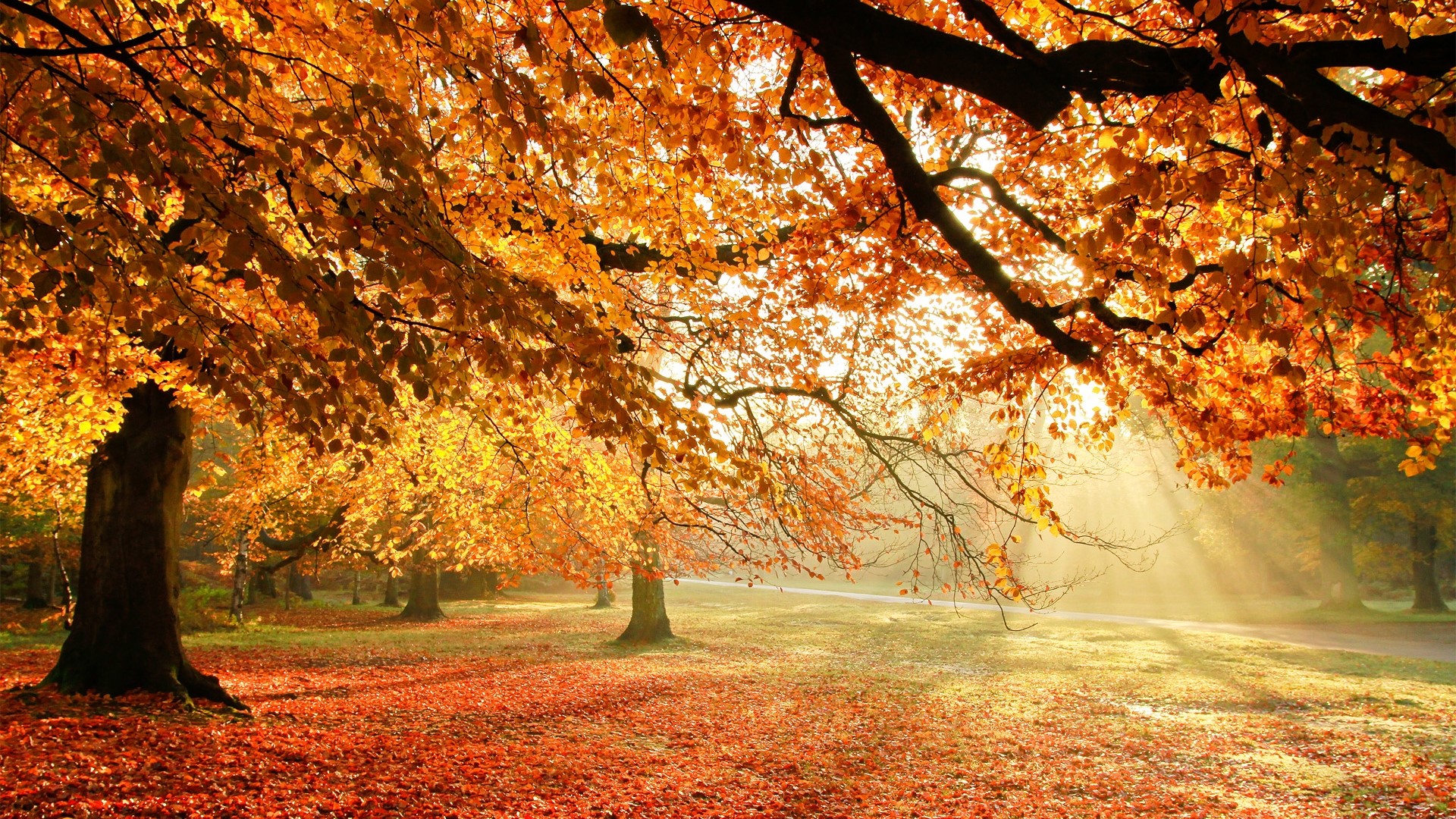 Autumn trees with sunlight filtering through leaves HD Wallpaper