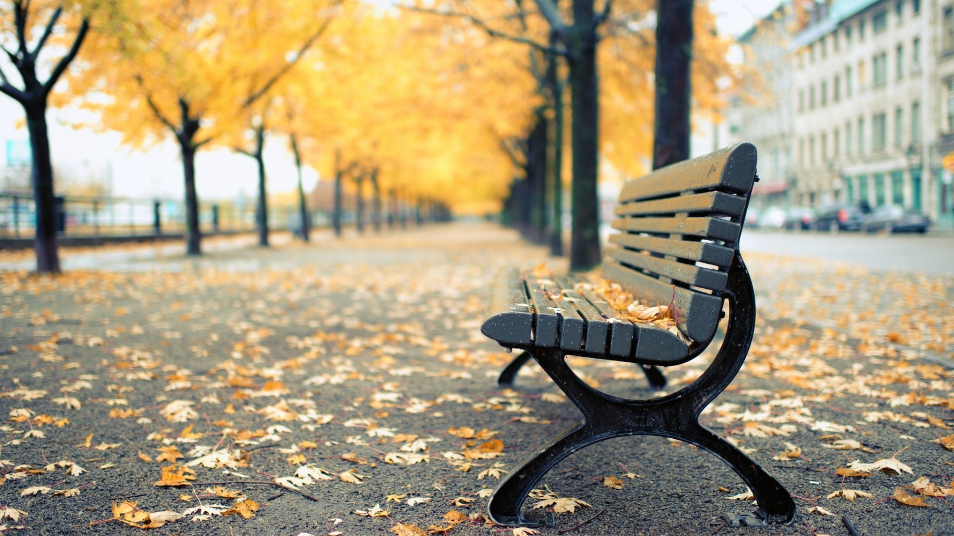 Park bench in Montreal during autumn HD Wallpaper