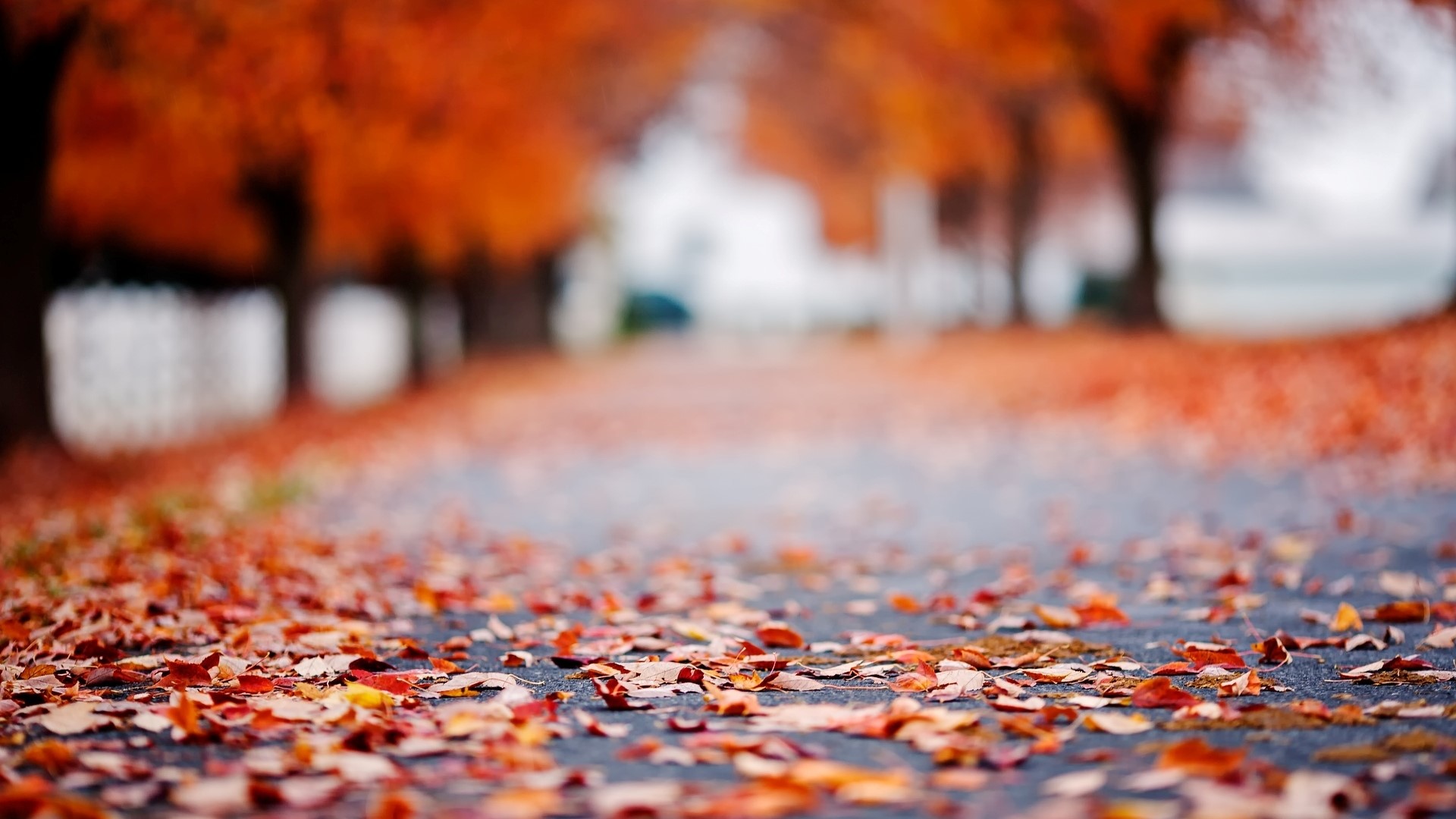 Autumn road covered in fallen leaves HD Wallpaper