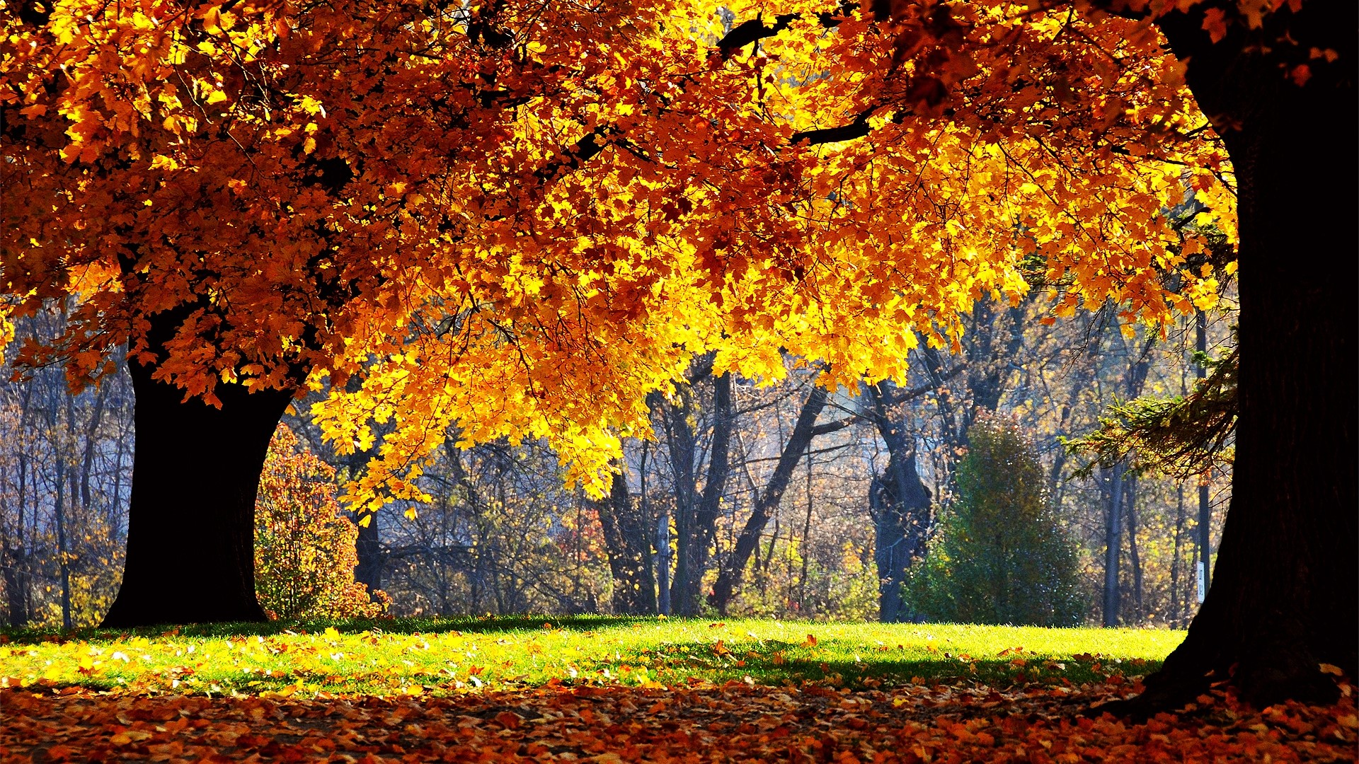 Autumn trees with golden leaves HD Wallpaper