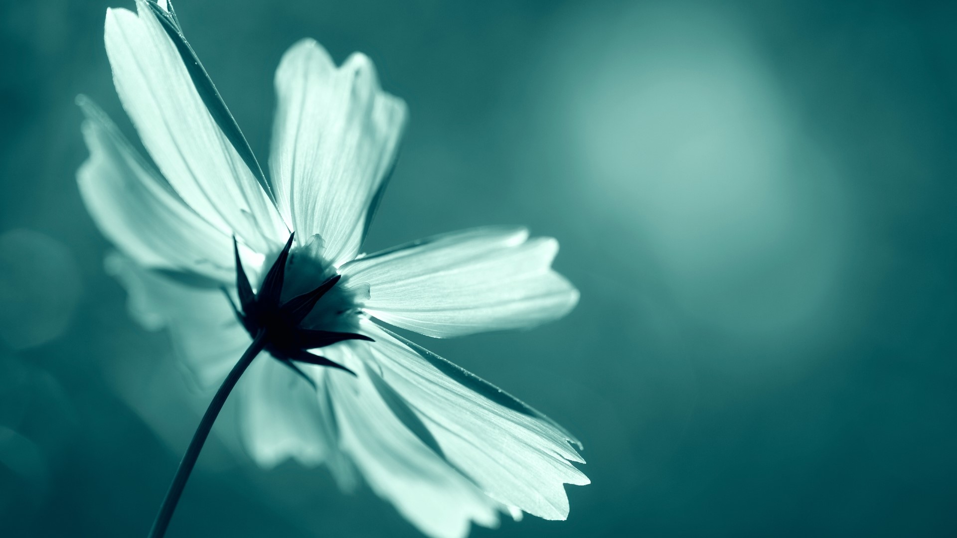 Close-up of a white flower with teal background HD Wallpaper