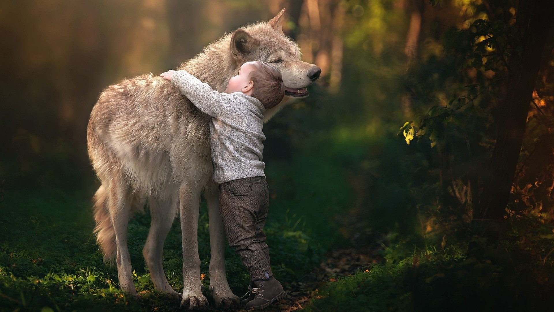 Boy hugging a wolf in a forest HD Wallpaper