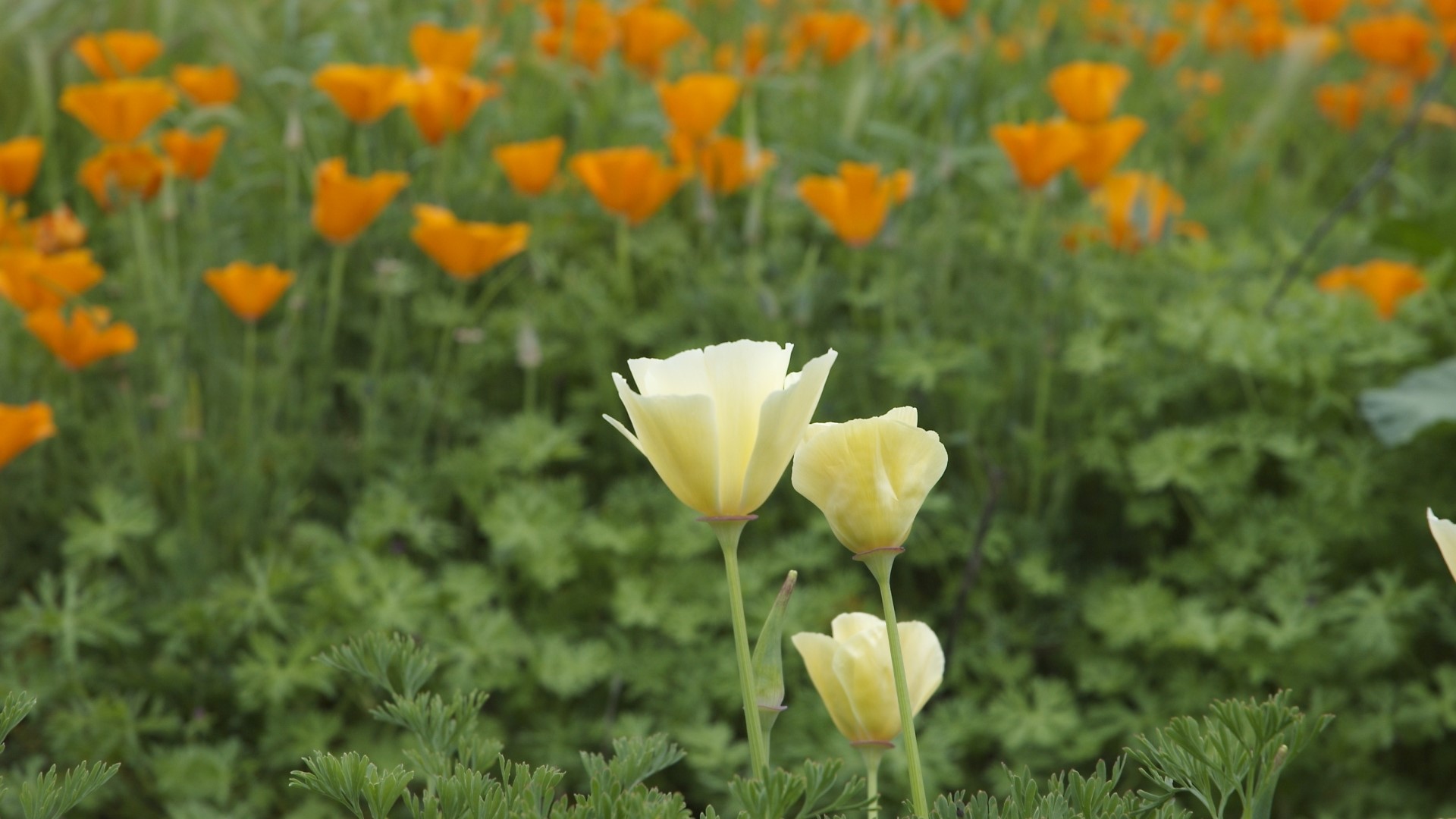 California Poppies in a Field HD Wallpaper