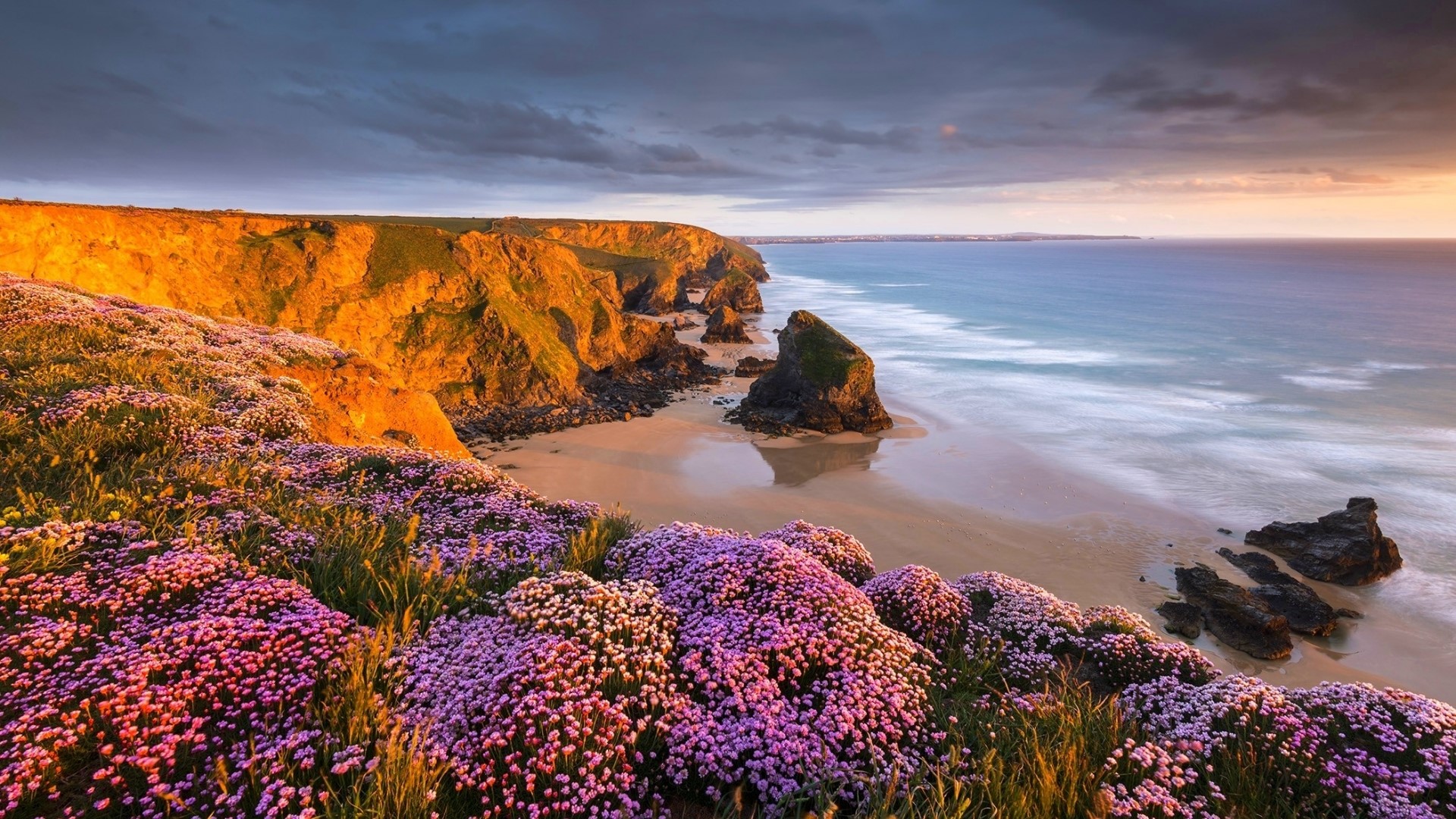 Pink flowers on a cliff overlooking the sea at sunset HD Wallpaper