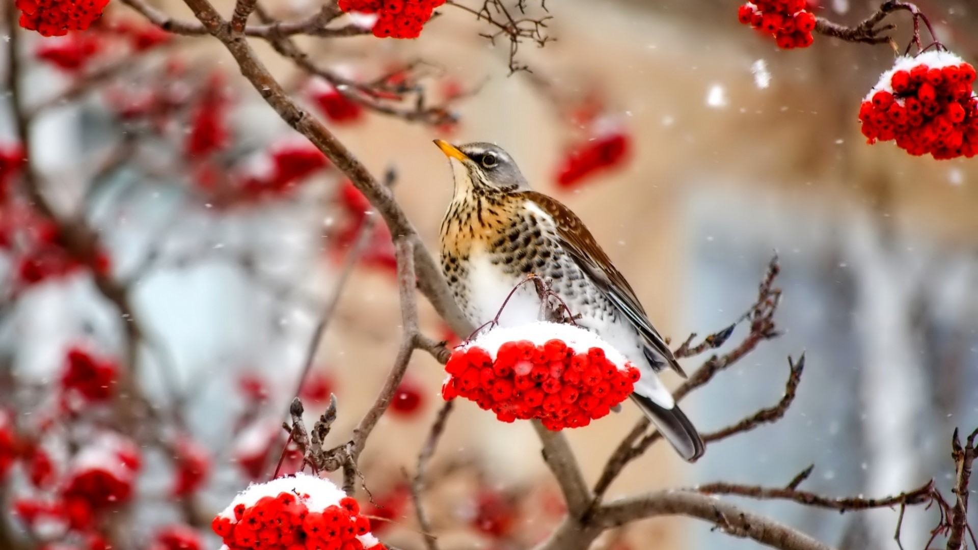Bird on a snowy rowan tree branch HD Wallpaper