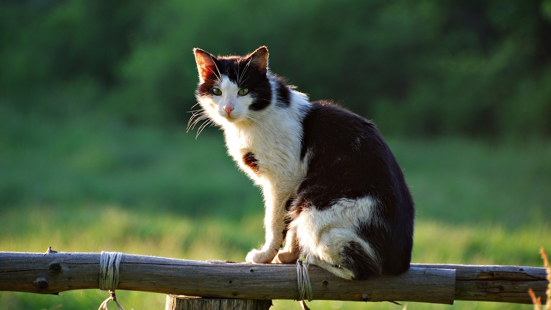 Black and white cat sitting on a wooden fence HD Wallpaper