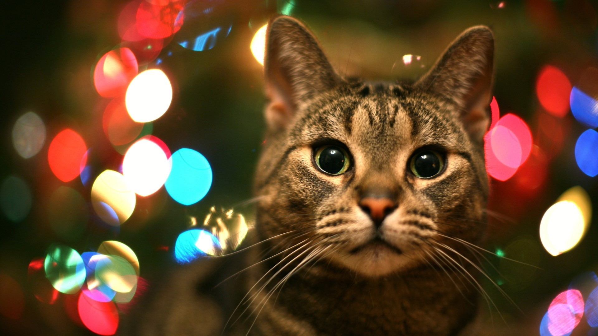 Cat with Christmas Lights Bokeh HD Wallpaper