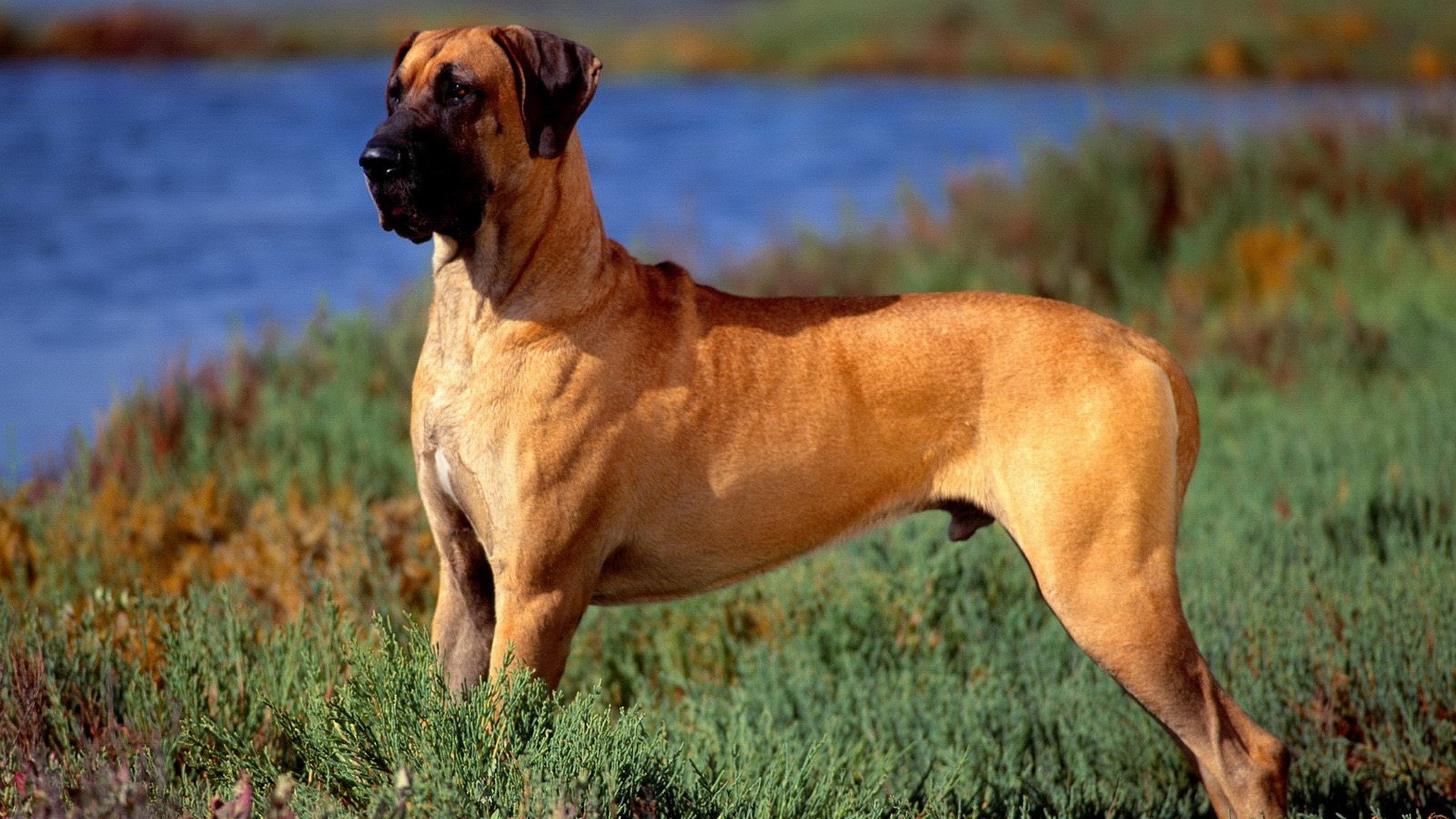 Great Dane standing in tall grass by a lake HD Wallpaper