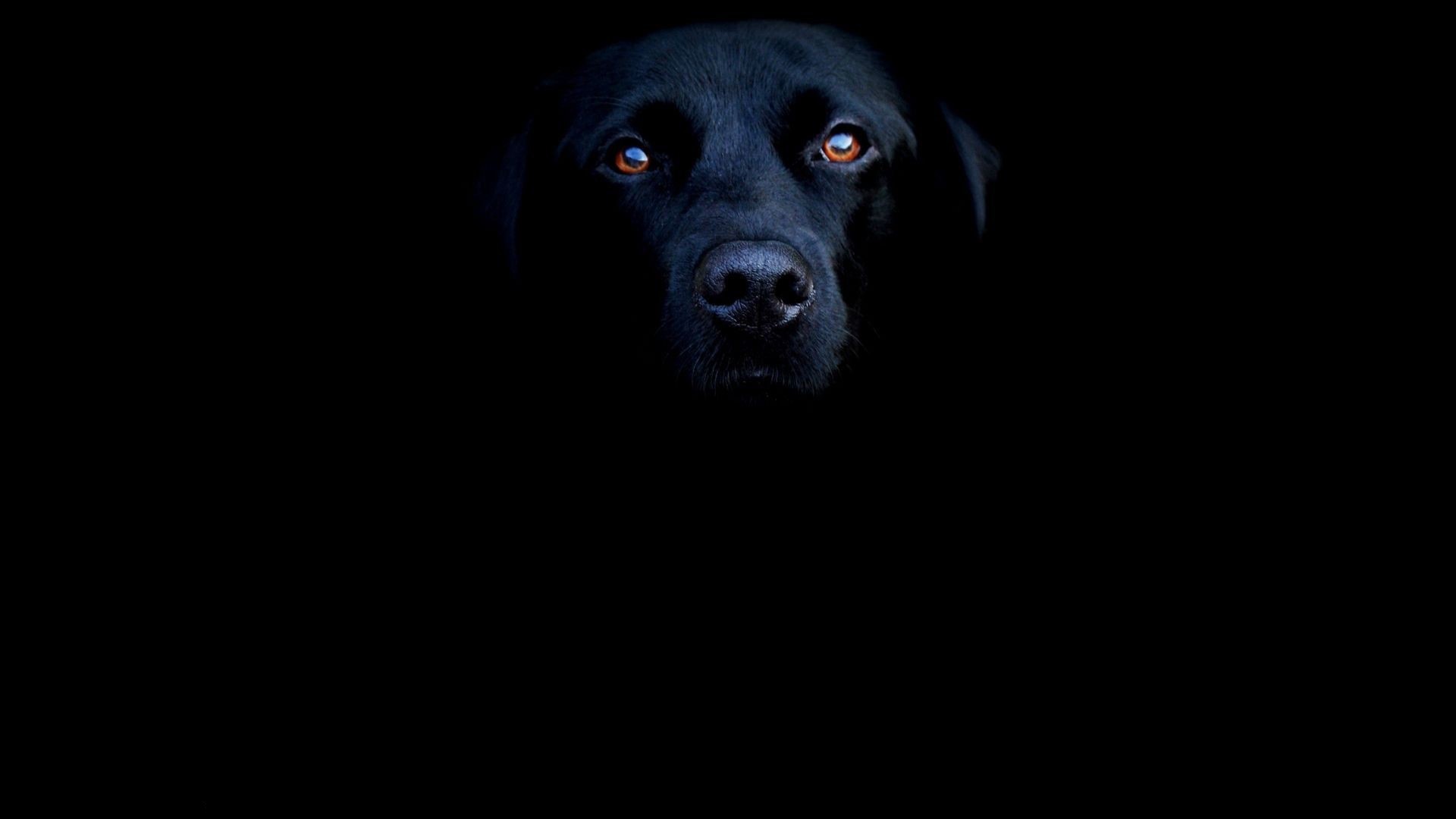 Black Labrador Dog Face Close-up HD Wallpaper